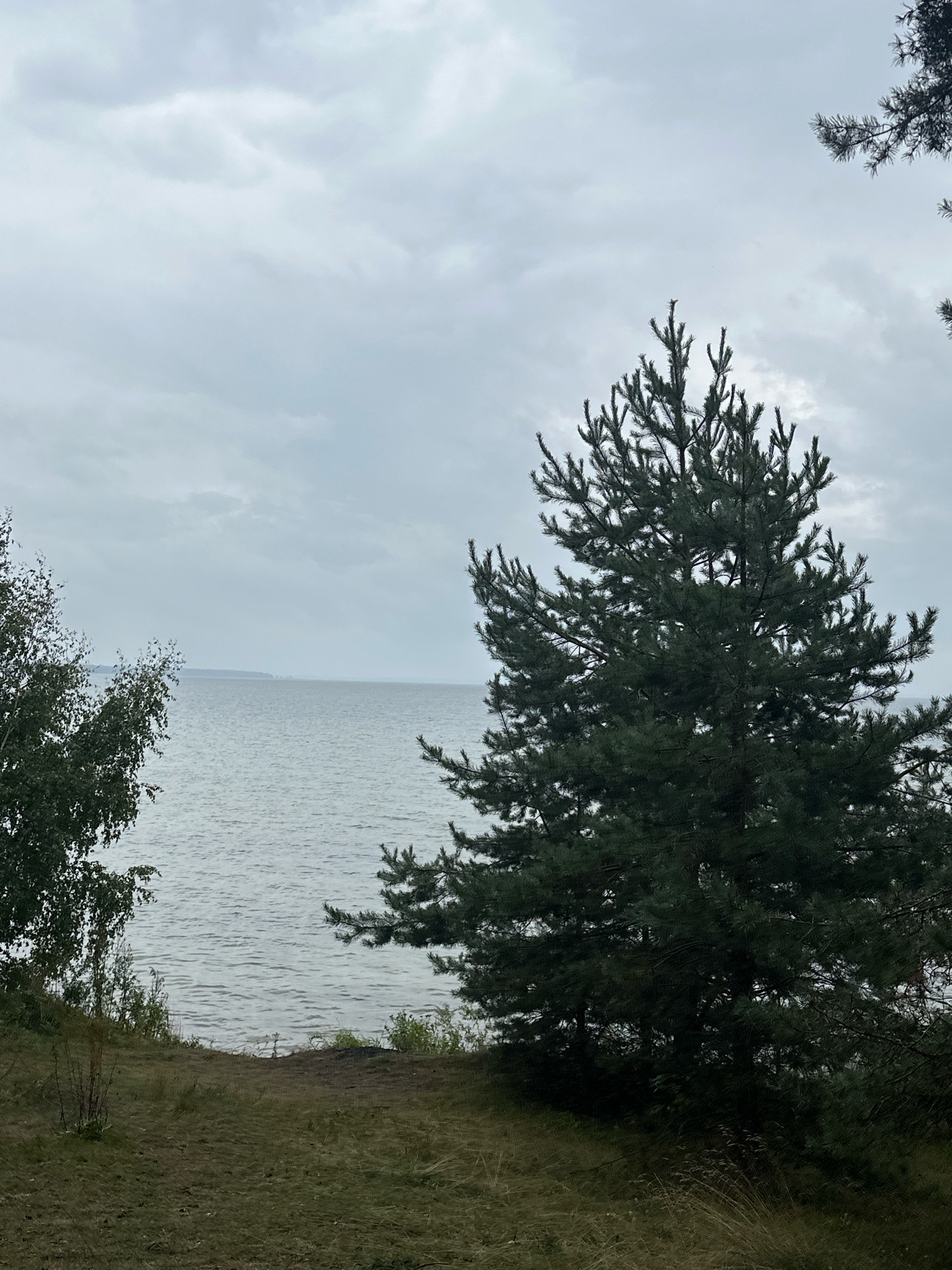 An overcast sky with gray clouds looms above a serene body of water, likely Lake Naroch, given the location in Naratski Sel'ski Savet, Belarus. In the foreground, a grassy embankment slopes down towards the water. A large, mature pine tree with dark green needles dominates the right side of the frame, its branches reaching upwards. To the left, a deciduous tree with lighter green foliage is partially visible. The water surface is calm, with subtle ripples reflecting the muted light. In the distance, a thin strip of land with a faint treeline is discernible against the horizon. The scene is devoid of human presence or activity, presenting a natural, tranquil landscape.