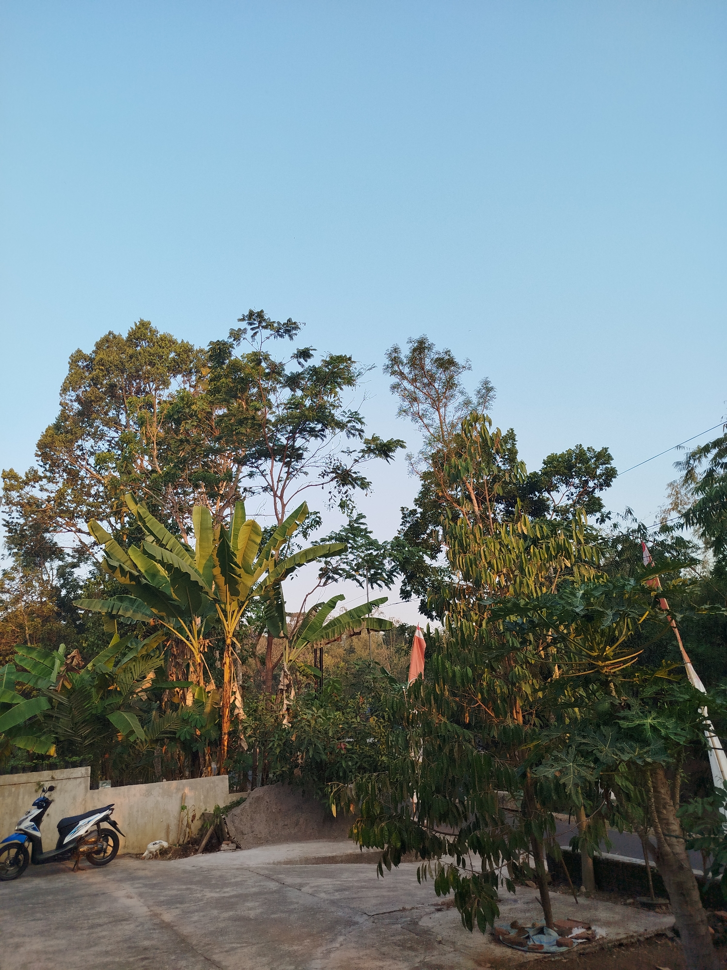 This is a medium-angle, eye-level outdoor shot taken in Sewurejo, Indonesia, depicting a rural or semi-rural residential area. The sky is a clear, light blue, suggesting it is either early morning or late afternoon. In the foreground, a concrete paved area is visible, with a light blue and white motorcycle parked on the left. To the right of the motorcycle, a low concrete wall runs horizontally, with some vegetation behind it. Beyond the wall, a lush green environment is dominated by tall trees and banana plants, their broad leaves catching the sunlight. In the middle ground, a dirt path slopes upwards, and further back, more trees and foliage create a dense canopy. A few pieces of white and red fabric, possibly flags or banners, are tied to poles among the trees on the right side of the image. The overall impression is one of natural abundance and a tranquil, undeveloped setting.