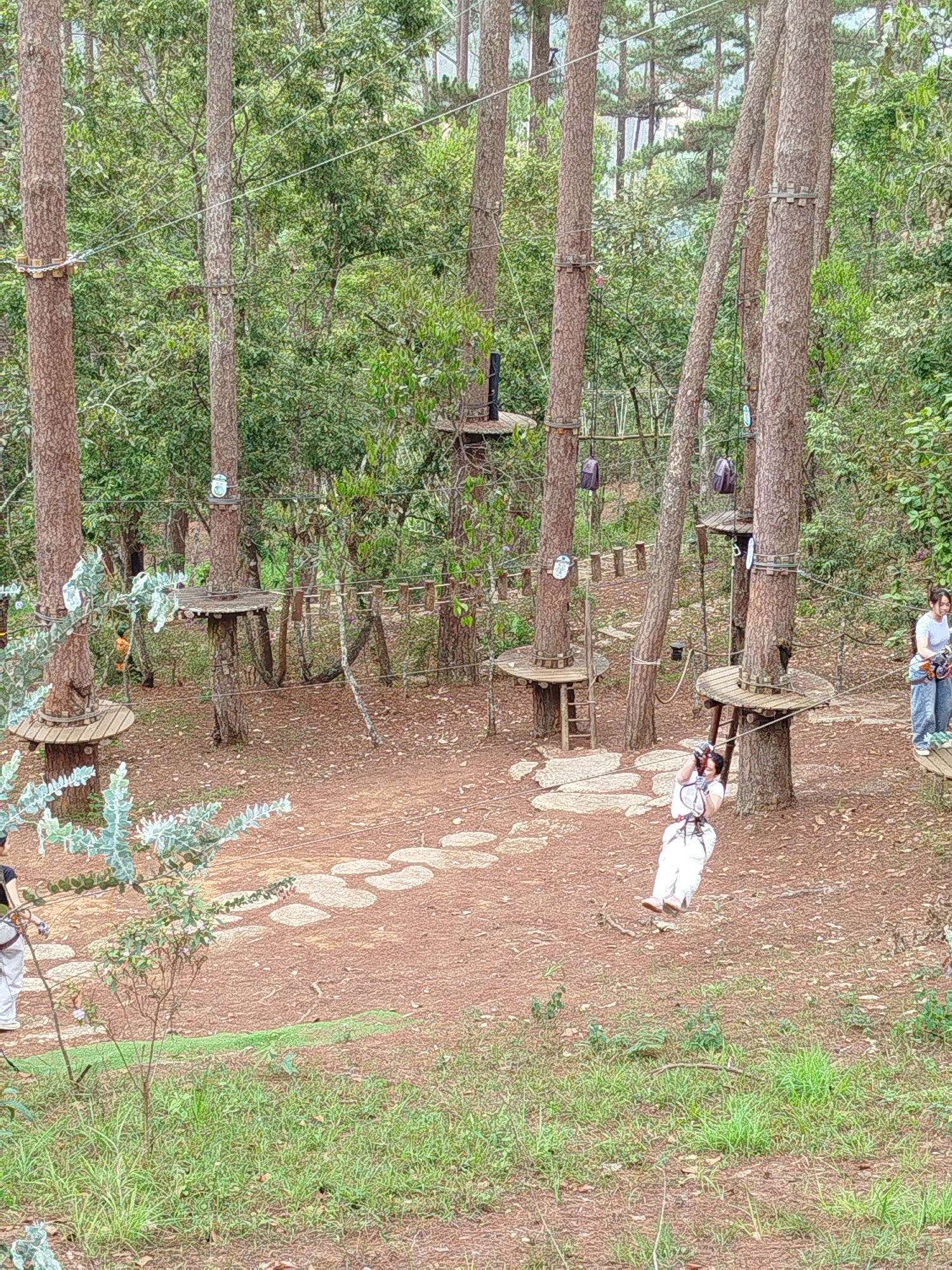 A medium-shot photograph depicts an outdoor adventure park in Da Lat, Vietnam, featuring a woman zip-lining amidst tall trees.
The woman is dressed in a white outfit and harness, suspended in mid-air on the zip line. The terrain below is covered in brown leaves and soil, marked with irregularly shaped stone pavers. Tall, slender trees with platforms are visible throughout the frame, supporting the adventure course. A woman in jeans and a t-shirt is standing on one of the platforms. The backdrop consists of dense greenery.
