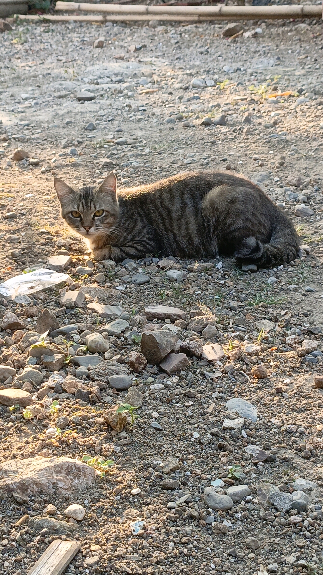 The image depicts a tabby cat lying on a rough, gravelly ground in Taliwang, Indonesia. The cat is primarily gray and black with distinct stripes. It is positioned in the center of the frame, facing the viewer with yellow eyes. The ground is covered in small to medium-sized stones, with some sparse green vegetation emerging between them. Sunlight casts shadows on the ground, indicating it is either early morning or late afternoon. In the background, a wooden structure or railing is partially visible. A piece of white plastic debris is present on the ground to the left of the cat. The overall environment appears to be an outdoor, unpaved area.