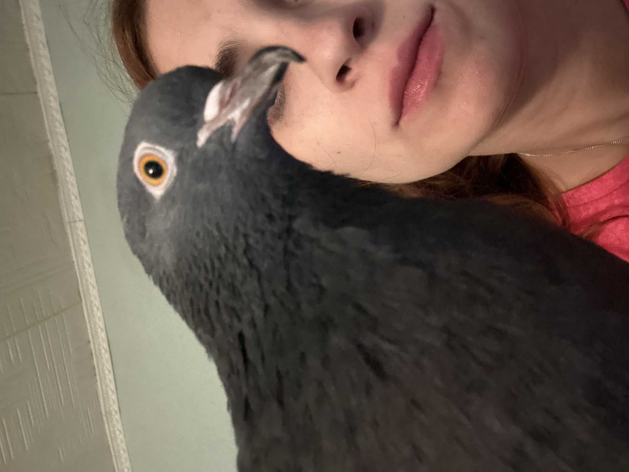 A dark gray pigeon with an orange eye is positioned close to the face of a young woman with reddish-brown hair. The pigeon's head is in the foreground, obscuring much of the woman's face. The woman is wearing a bright pink t-shirt and a silver necklace. The background appears to be an indoor setting with a pale green wall and a textured white ceiling with molding. The image is a close-up, with the pigeon's beak open slightly, as if it is about to speak or peck. The lighting is soft, and the overall mood is intimate, suggesting a moment of connection between the woman and the bird. There is no indication of the specific location within Togliatti, Russia.