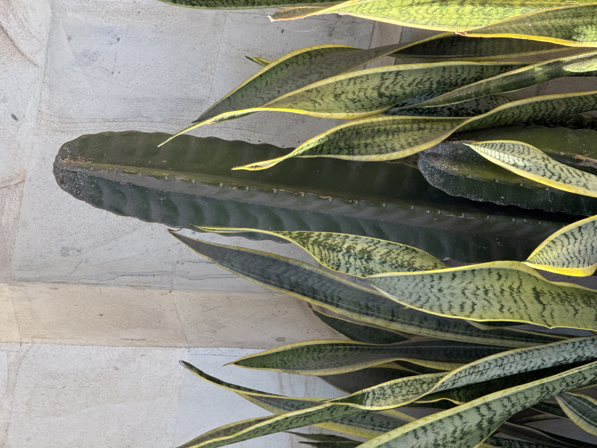 In Ubud District, Indonesia, a cluster of snake plants with variegated green and yellow leaves surrounds a tall, dark green columnar cactus. The plants are set against a textured light grey stone wall. The scene is brightly lit by natural light, casting subtle shadows and highlighting the textures of the plants and wall. There are no people or animals visible in the image.