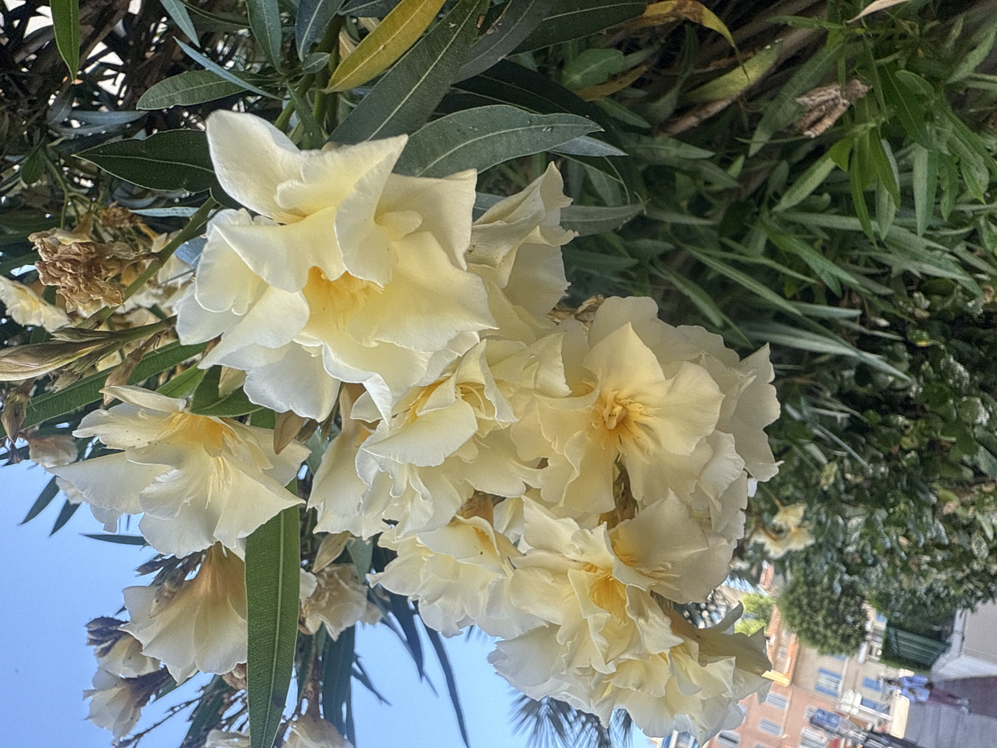 The image shows a cluster of pale yellow oleander flowers in the foreground, with green leaves and darker foliage behind them. The flowers are in various stages of bloom, with some fully open and others still in bud. The background is blurred, but hints at a city environment, with buildings and a clear blue sky. A person is visible walking on a sidewalk in the distance, on the left side of the frame. The lighting suggests it is daytime, with sunlight illuminating the flowers.
