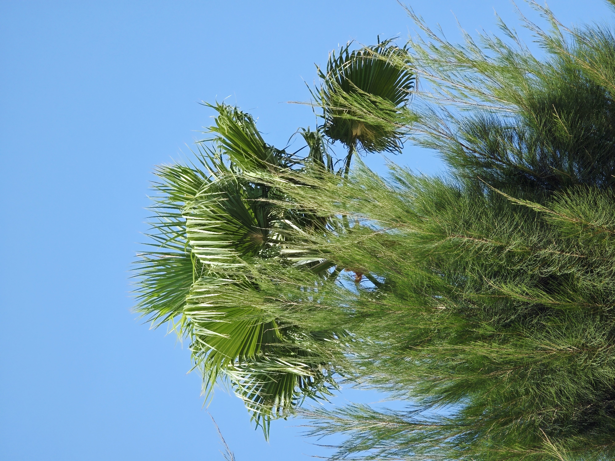 An outdoor, low-angle, close-up shot captures the tops of two different types of trees against a clear, bright blue sky. In the foreground and midground, a dense cluster of feathery, needle-like branches of a conifer-like tree dominates the frame. These branches are a vibrant green, with thin, elongated needles that create a textured, airy appearance. Interspersed with and rising above these conifer branches are the fan-shaped, broad leaves of a palm tree. The palm leaves are also green, with distinct segments that fan out from a central point, appearing somewhat wind-blown. The overall scene is one of lush, green foliage set against a cloudless sky, indicative of a warm, sunny climate, potentially in Daratsos, Greece, given the commonality of such flora in Mediterranean coastal regions. No people or any other objects are visible in the frame.
