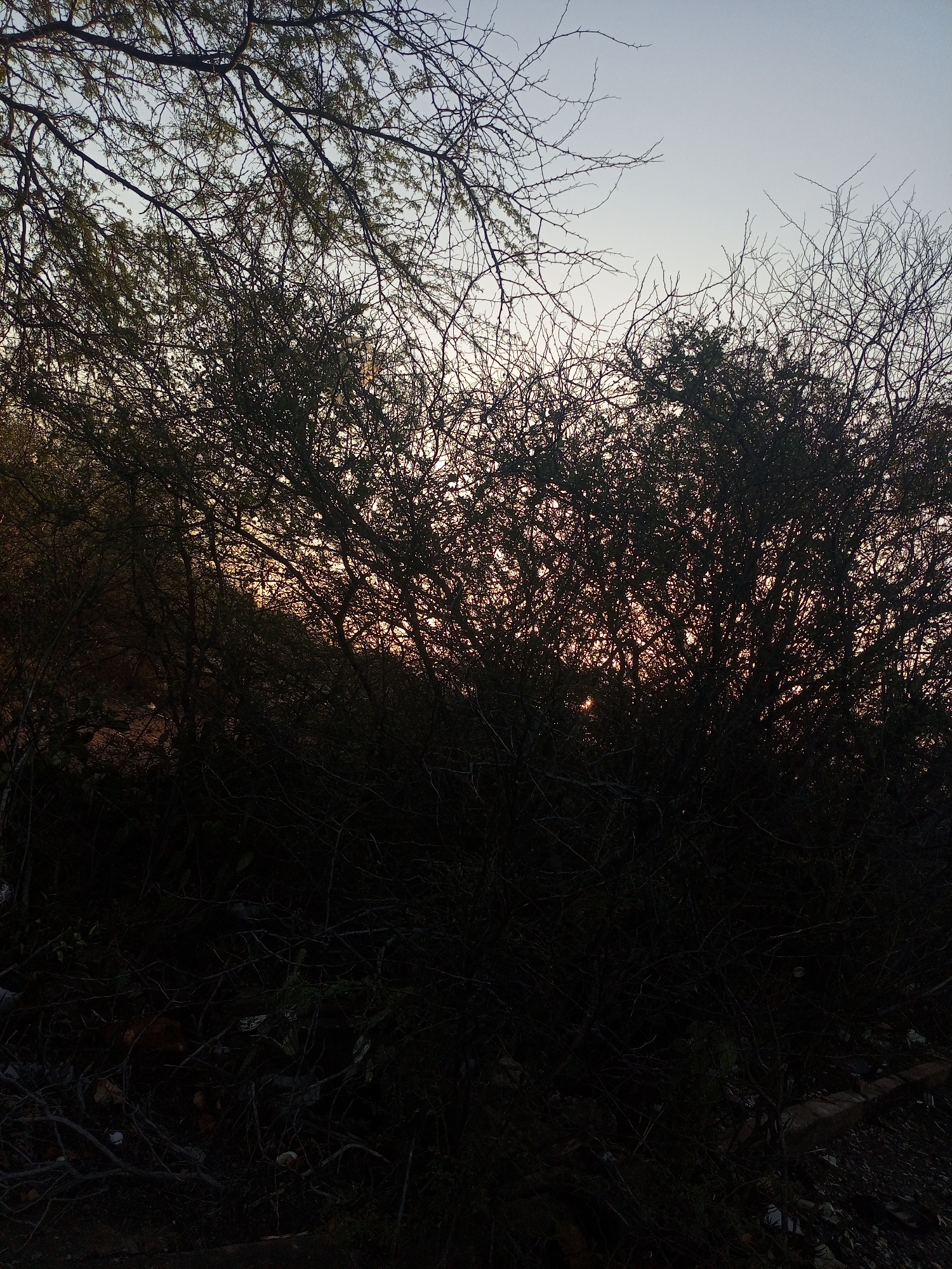 The image depicts a dense thicket of trees and branches silhouetted against a pale sky, possibly at dusk or dawn. The location is unknown, but the scene suggests a natural setting outside of a heavily populated area. The foreground is dark, obscuring details, but appears to consist of undergrowth and possibly some debris on the ground. The primary subject is the tangled network of tree branches, with sunlight subtly filtering through in the background. There are no people visible. The environment suggests a dry or arid climate based on the appearance of the trees.