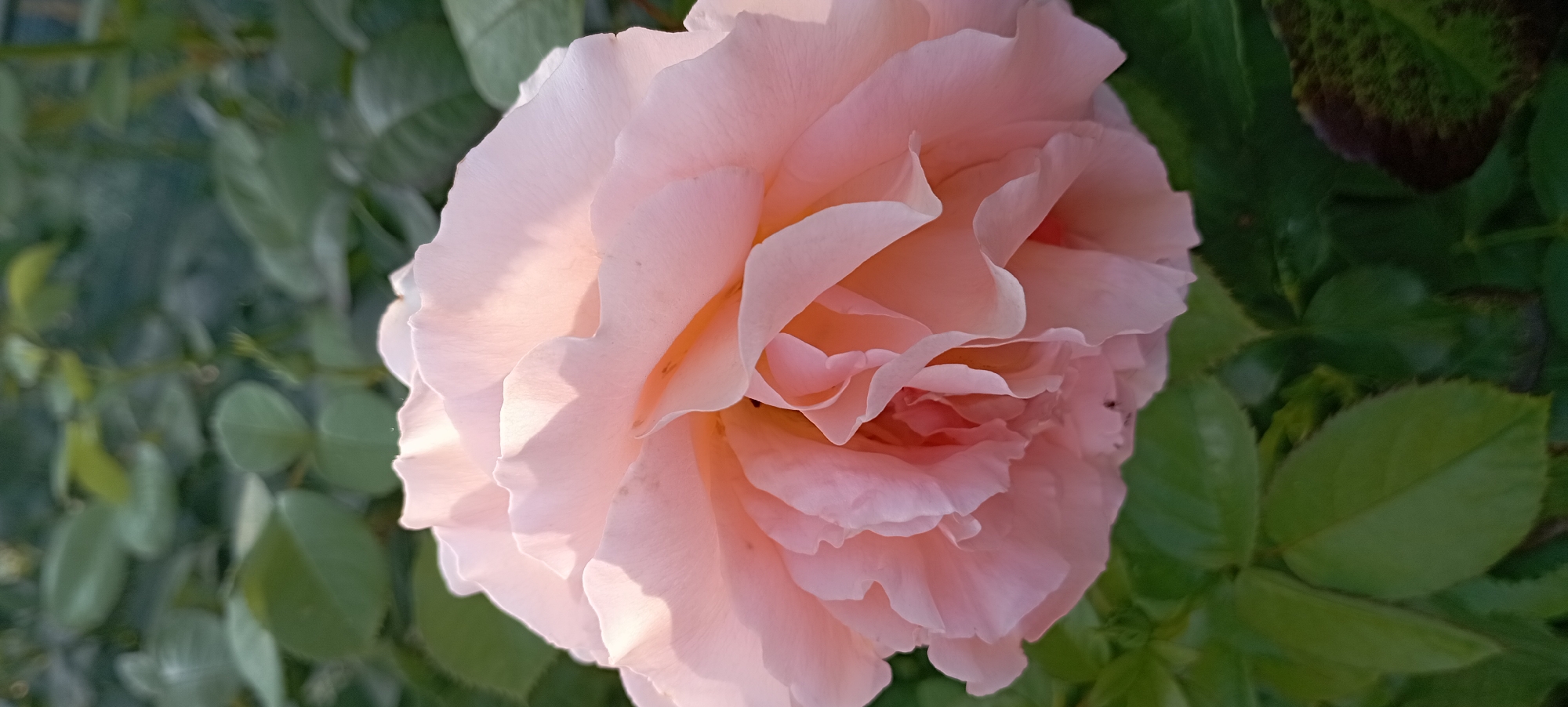 The image shows a close-up of a light pink rose in bloom, with its petals unfurled and layered. The rose is the main subject, positioned in the center and taking up most of the frame. Its petals exhibit soft, wavy edges and are illuminated by natural light, creating gentle shadows and highlights. Surrounding the rose, out of focus, are green rose leaves and stems, suggesting the rose is part of a garden. There is no indication of the specific location within the city of Radisne, Ukraine, beyond it being an outdoor environment with flora. No people or animals are visible in the image. The overall scene is one of natural beauty and tranquility.