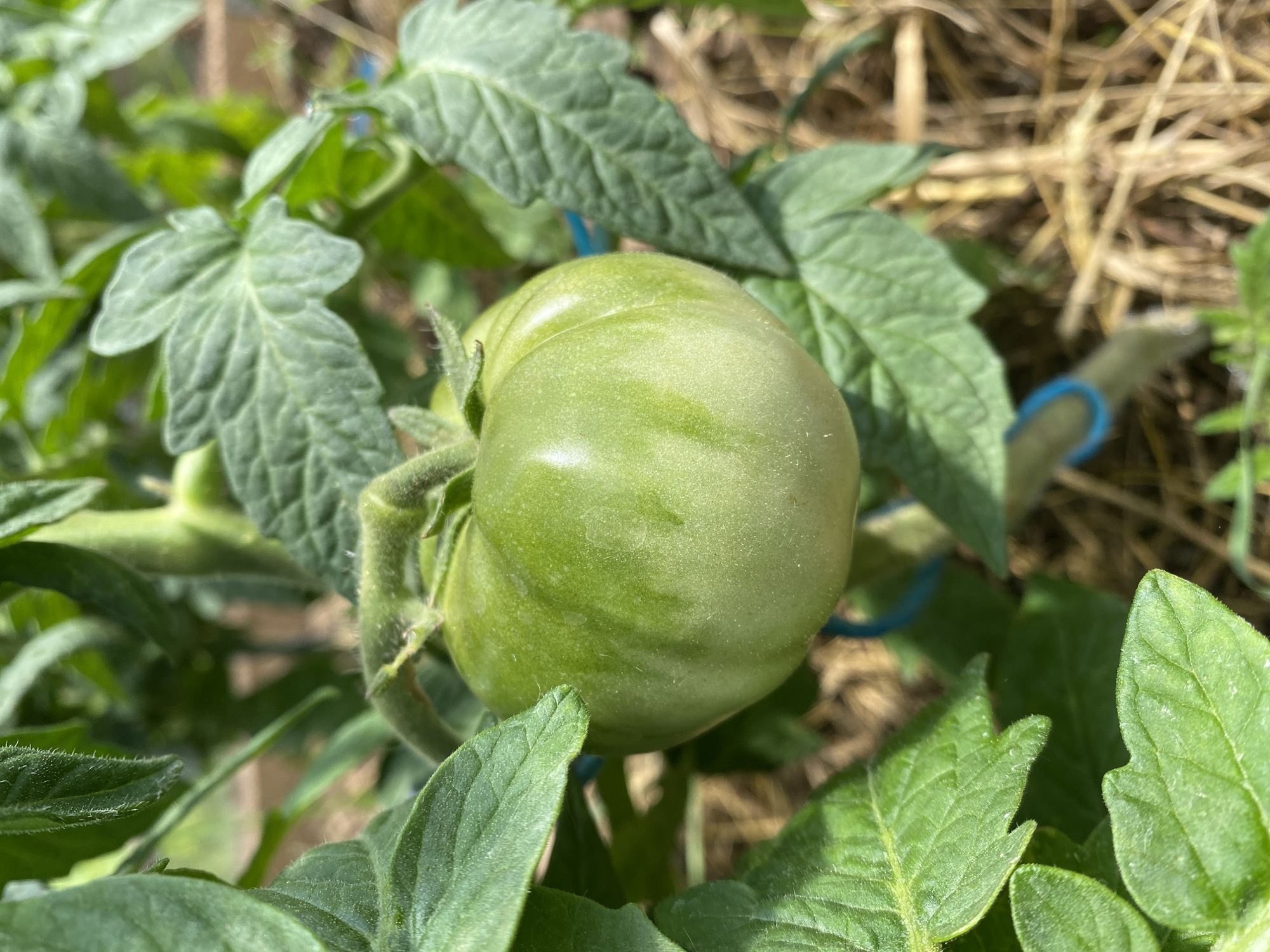 The image shows a close-up view of a single, unripe green tomato growing on a vine. The tomato is round and firm, with a smooth skin that has a slight sheen. It is surrounded by lush green tomato leaves, some of which are slightly fuzzy. The leaves are deeply veined and have serrated edges. In the background, dry straw or hay is visible, suggesting the tomato plant is growing in a garden or a cultivated area. A thin blue tie, possibly used to support the plant, is also visible in the background. The lighting suggests it is daytime, with soft sunlight illuminating the scene. The focus is on the tomato, highlighting its texture and color against the backdrop of foliage and ground cover. No people are visible in the image, and there is no discernible text.