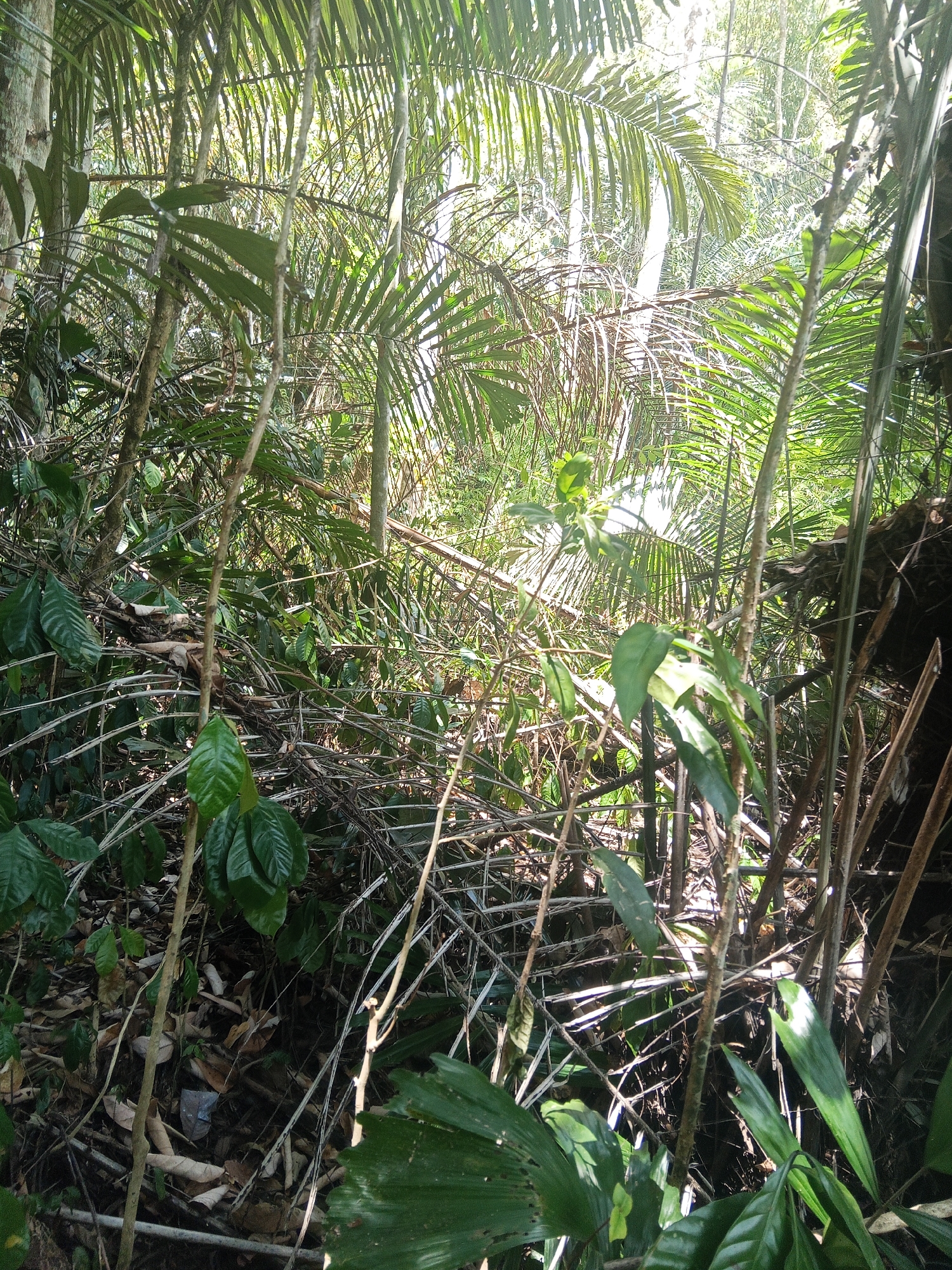 The image depicts a dense forest undergrowth, possibly within Makale, Indonesia. Sunlight filters through the canopy, illuminating a thicket of palm fronds, branches, and leafy plants. The ground is covered with fallen leaves and twigs, suggesting a natural and untamed environment. There are no people or animals visible in the frame. The scene is characterized by its lush greenery and the interplay of light and shadow, creating a somewhat chaotic yet natural composition.