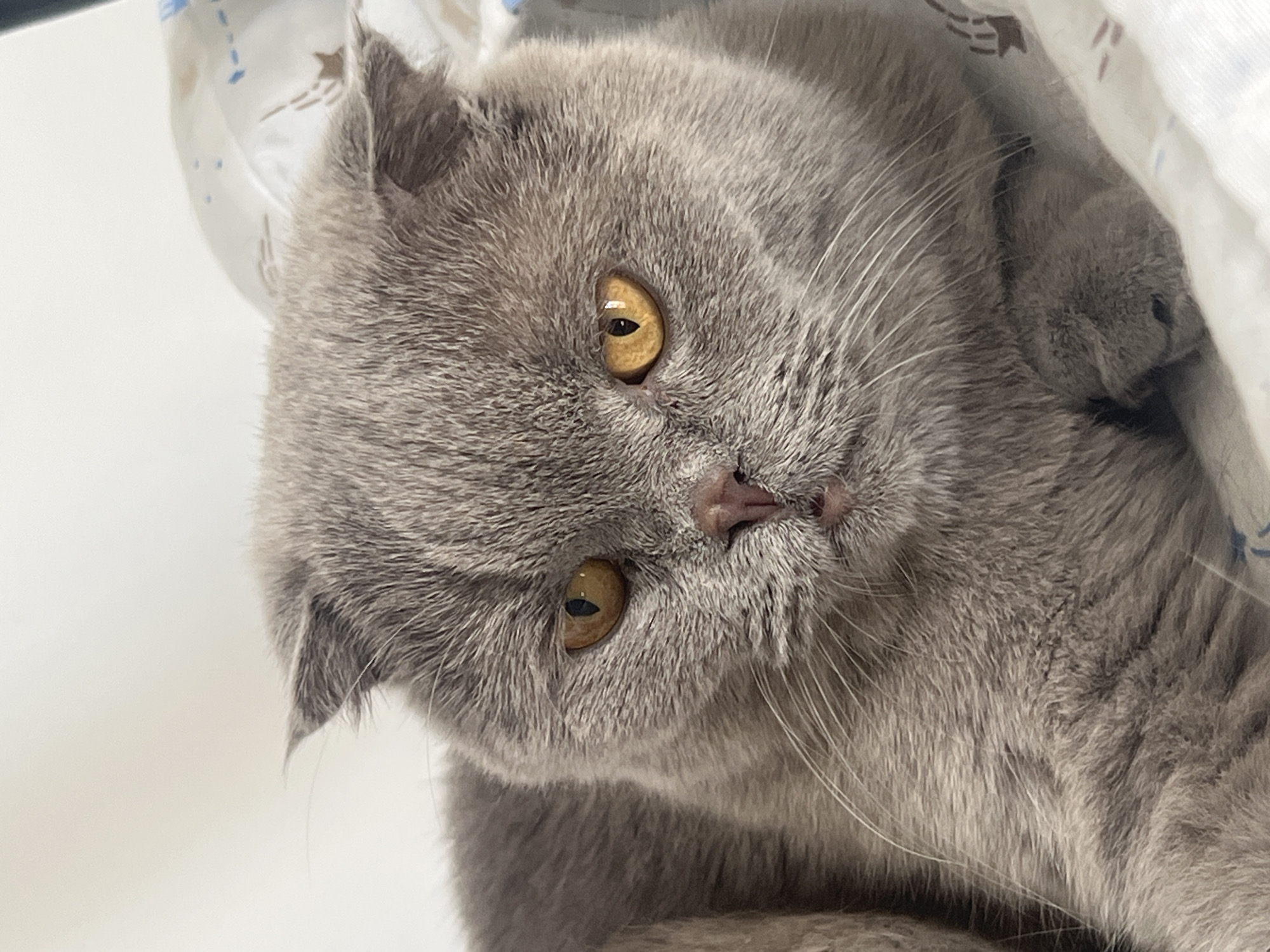 The image is a close-up, head-on shot of a Scottish Fold cat with grey fur and amber eyes. The cat is lying down on a white surface with a subtle pattern. The background is out of focus. The cat's ears are folded forward, and its expression is neutral. There is no information in the image that indicates the location in the city of Aksu, Turkey.