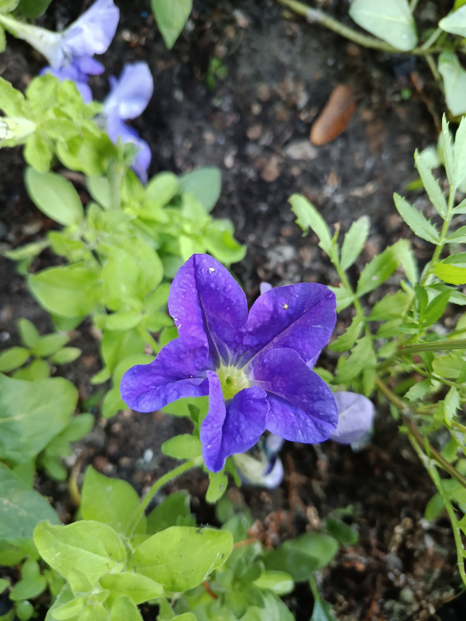 A single, vibrant purple petunia flower, with five petals and a yellow-green center, is in sharp focus in the foreground of this image. Its petals are slightly curled, and a tiny white speck, possibly an insect, rests on one of the upper petals. The flower is surrounded by lush green leaves and other unfocused purple petunia blossoms in the background, suggesting a garden setting. The soil appears dark and moist, with some scattered organic debris. The overall lighting indicates it is daytime. The image was taken in Kostanay, Kazakhstan.