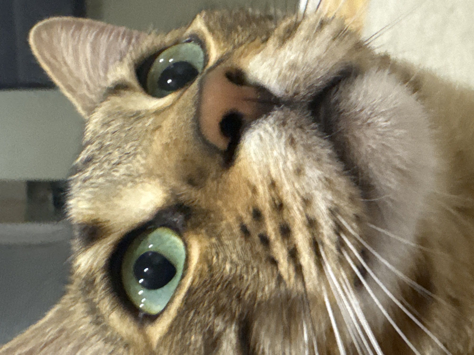 A close-up headshot captures the face of a domestic cat, likely a Bengal or similar breed, featuring tawny and brown fur with a distinct spotted or marbled tabby pattern. The cat's prominent features include large, round, bright green irises with dilated black pupils, each reflecting multiple points of light. A pinkish-brown nose with visible nostrils and numerous long, white whiskers emanating from the muzzle are clearly depicted. The cat's gaze is directed upwards and slightly to its right. The background is heavily blurred and indistinct, indicating an indeterminate indoor setting devoid of specific geographical identifiers. No other subjects, objects, or actions are discernable in the scene.