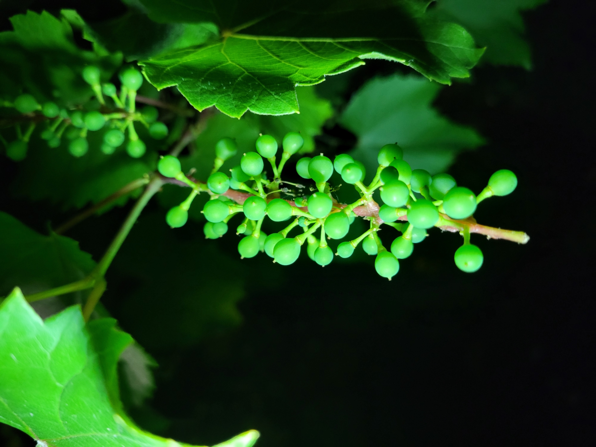 In Horishni Plavni, Ukraine, a close-up, vertical shot captures a cluster of immature green grapes hanging from a vine. The grapes are small and round, attached to a thin, reddish stem. Several large, vibrant green grape leaves frame the cluster, with their serrated edges visible. The background is a dark, blurred expanse, suggesting the image was taken outdoors at night or in deep shade. The lighting highlights the grapes and leaves, creating a natural and detailed portrayal of the developing fruit.