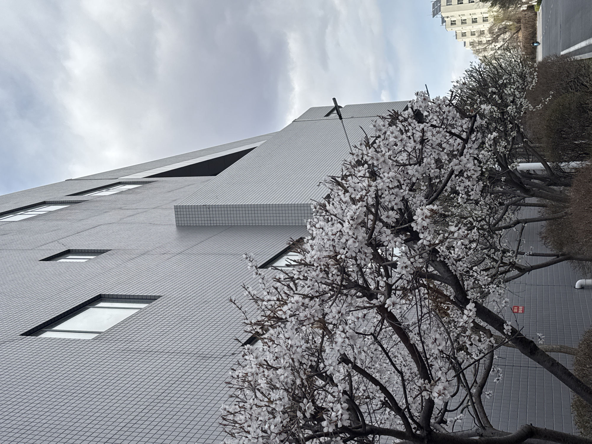 An eye-level, angled outdoor shot shows a modern building and flowering trees under a cloudy sky. The building is clad in gray tiled panels and features rectangular windows and a geometric design with recessed sections. To the right of the building, a tree with white blossoms is in full bloom. The tree branches are bare except for the flowers. Further to the right, there is a row of hedges and a glimpse of a street and another building in the distance. The sky is overcast with textured clouds. The photo is oriented so that the vertical axis of the scene is rotated slightly counter-clockwise.