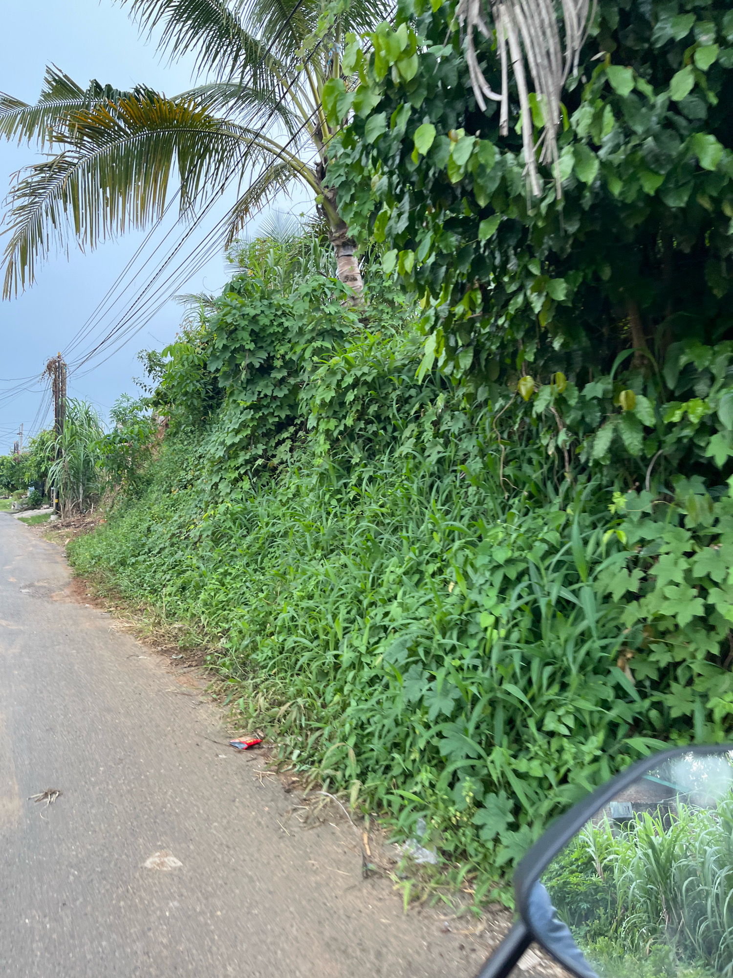 An exterior, eye-level, medium shot captures a roadside scene in Patumbakkampung, Indonesia, with dense vegetation lining the right side of a paved asphalt road. The vegetation includes a variety of plants, such as tall grasses, leafy vines, and trees, with a palm tree visible in the upper left quadrant. Electrical wires and poles are present along the left side of the road, suggesting a residential or semi-rural area. A side mirror of a motorcycle, reflecting some of the greenery, is visible in the lower right corner. A small red object, possibly trash, lies on the edge of the road near the vegetation. The sky is overcast. There are no people or animals present in the image.