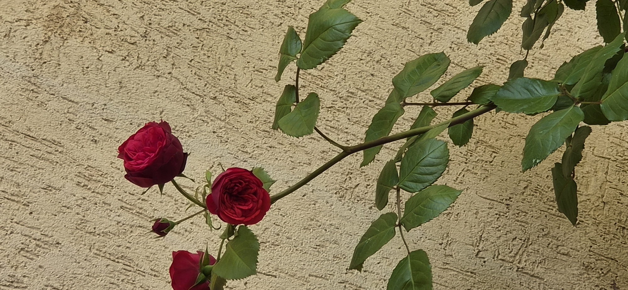 The image presents a close-up view of a rose plant featuring two vibrant, deep red roses in full bloom and one smaller rose bud, set against a textured, light beige wall. A dark green rose branch, adorned with numerous green leaves, extends diagonally from the lower left to the upper right of the frame. The leaves have visible veins and some exhibit serrated edges.
The background wall displays a distinct stucco or rough plaster texture, common in construction styles found in locations like Varna, Bulgaria. The scene is brightly illuminated by natural daylight, suggesting a clear and sunny day, possibly morning or late afternoon, as indicated by the interplay of light and shadow on the roses and leaves. There is no specific activity or event taking place, and no people or visible text are present. The overall impression is one of serene natural beauty, with the vivid red of the roses contrasting with the earthy tones of the wall and the fresh green of the foliage.