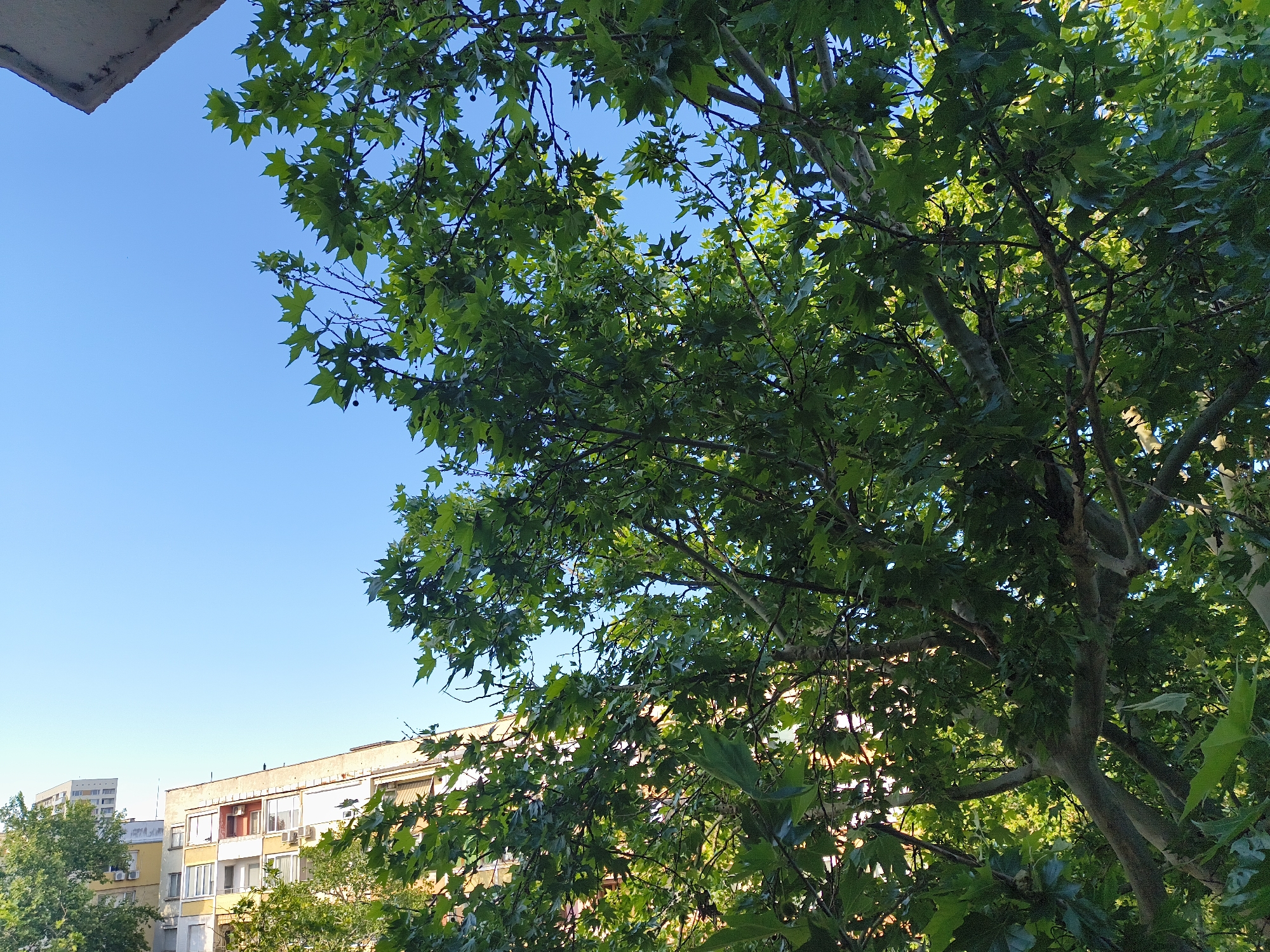 This image captures a vibrant urban scene in Pleven, Bulgaria, looking upwards and outwards from what appears to be a balcony or window. The main subject is a large, leafy deciduous tree, likely a sycamore or plane tree, which fills the right and central portions of the frame. Its dense canopy features numerous broad, green, lobed leaves, with some small, spherical seed pods visible among the foliage. The tree's sturdy branches, some thick and others slender, weave through the scene, creating a natural screen.
Through the gaps in the tree's leaves and above its canopy, several multi-story residential buildings are visible in the background. These buildings display typical urban architecture, with rows of windows, some equipped with blinds or shutters, and individual balconies. Multiple air conditioning units are affixed to the facades, suggesting warm conditions. A taller, more modern building stands further in the distance on the left. The sky is a clear, bright blue, indicating sunny weather.
A concrete or stone overhang is visible in the top-left corner, providing a sense of the viewer's elevated perspective. The strong, natural light and well-defined shadows suggest it is daytime, possibly morning or late afternoon. The scene is static, with no discernible activity taking place and no people present. The overall impression is one of peaceful urban nature coexisting with residential life on a bright, pleasant day. No visible text is present in the image.