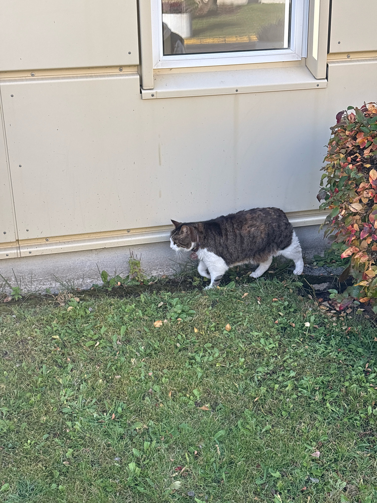 A tabby and white cat is walking on a grassy area next to a building with beige siding and a window. The cat is in motion, facing left, with its head lowered. To the right of the cat, there is a bush with red and green leaves. The ground is covered in grass, with some scattered leaves and small plants. The building appears to be a prefabricated structure, possibly a temporary or modular building. The scene is outdoors during daylight.