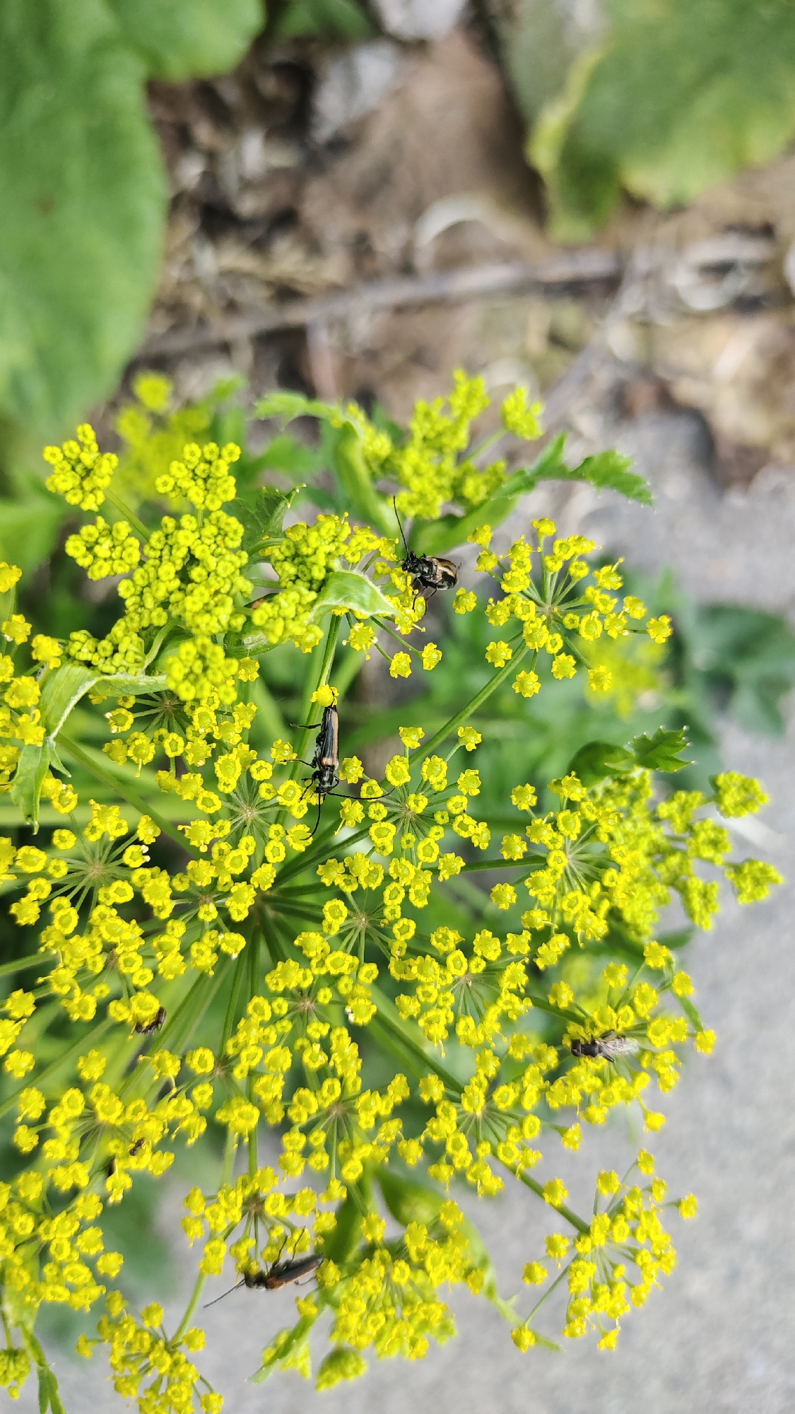 In an outdoor, likely urban or suburban, environment with blurred green foliage and a gray concrete surface visible in the background, a cluster of vibrant yellow flowers is the central focus. These flowers are small and clustered together, forming umbrella-like or corymbose inflorescences. Several insects are present on and around the flowers. Two larger insects, resembling beetles with dark bodies and lighter markings, are positioned on the upper portion of the flower cluster. One is on the left side, facing left, and the other is slightly below and to the right, facing downwards. A third insect, smaller and darker, is visible on the lower right side, perched on a flower. A fourth, even smaller insect, is on the left side of the cluster, near the bottom. The overall scene captures a moment in nature within an unspecified urban setting.