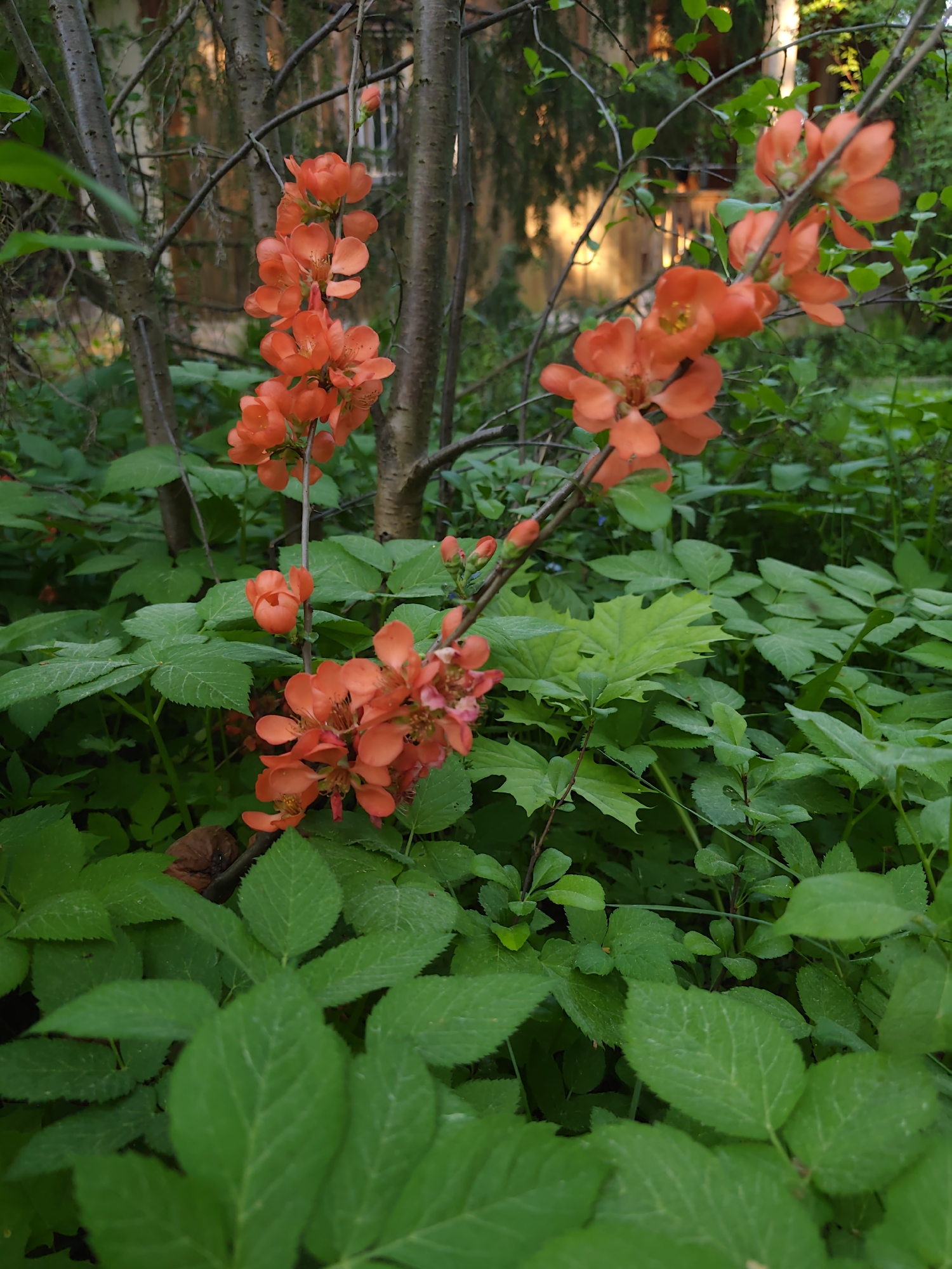 The image depicts a close-up view of a flowering shrub, potentially a Japanese quince, with vibrant orange blossoms clustered along its branches. The shrub is surrounded by lush green foliage, with various types of leaves visible, some with serrated edges. The background shows hints of a building and other trees, suggesting a garden or park setting. The lighting appears soft and natural, possibly taken during the early morning or late afternoon. The location is specified to be Kratovo, Russia, but there are no elements in the image that are indicative of the location.