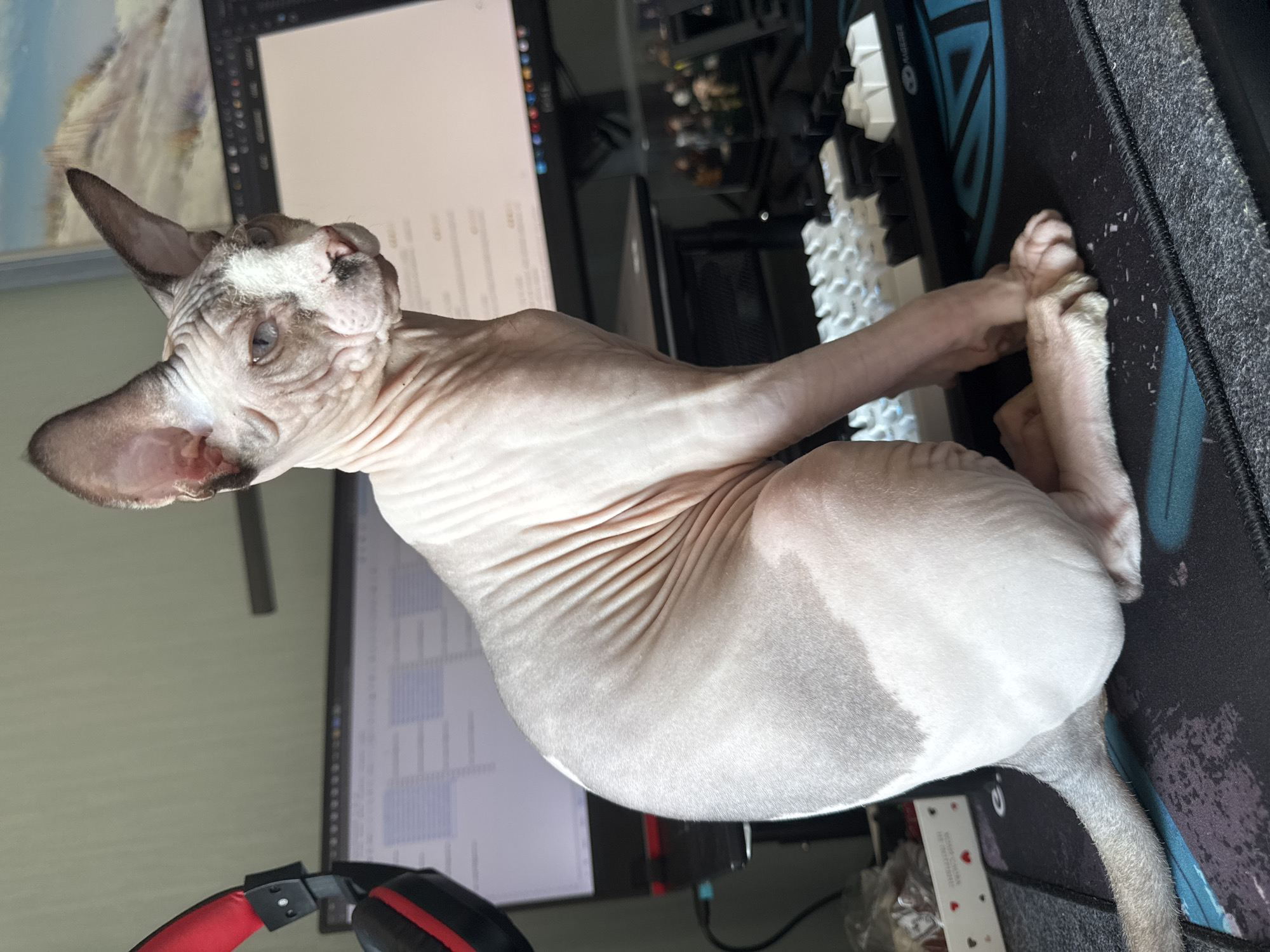 A hairless cat, likely a Sphynx breed, sits on a black mousepad in front of a computer setup. The cat is predominantly light-skinned with darker grey patches on its ears, face, and body. Its eyes are a pale blue, and its skin is characterized by prominent wrinkles. Behind the cat, a computer monitor displays text, and another monitor shows a landscape image. A pair of red and black headphones is visible on the left side of the frame, and a keyboard with white and black keys is positioned in front of the cat. Small figurines are also present on a shelf or surface behind the keyboard. The environment appears to be an indoor workspace, likely a desk area.