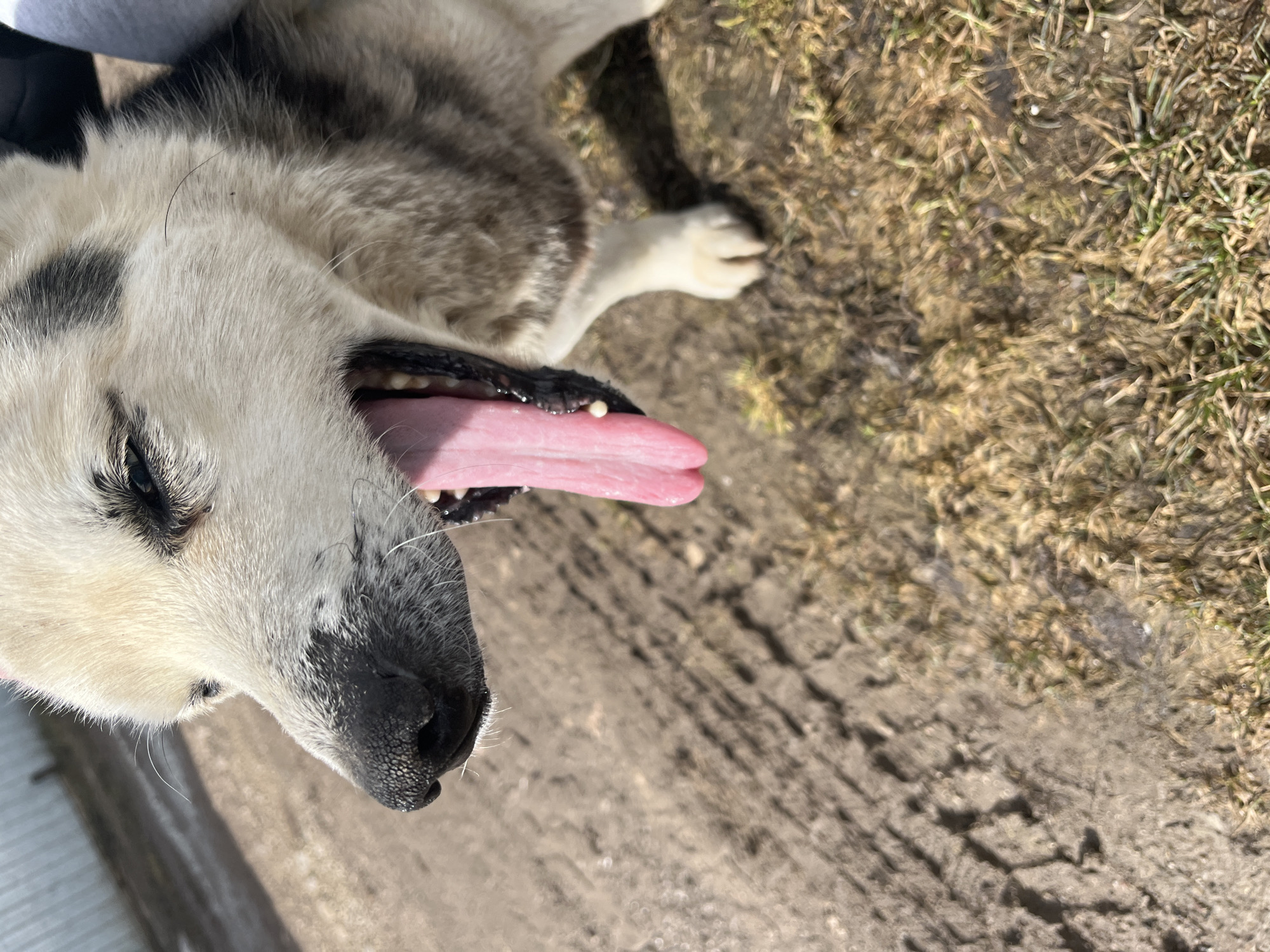 The image depicts a close-up of a dog, likely a Husky or a mixed breed with similar features, lying on the ground. The dog has a light-colored face with some black markings and a long pink tongue hanging out of its mouth. The ground appears to be a mix of dirt, grass, and possibly some concrete or paved area. The image was likely taken in Норья, Russia.