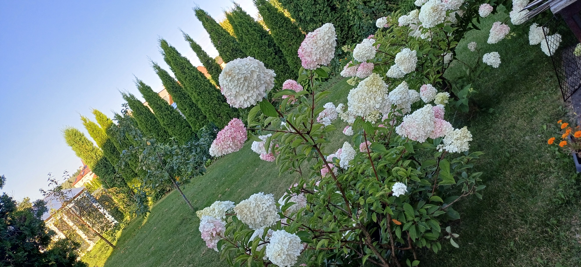 An outdoor, eye-level, medium shot captures a garden scene with a focus on blooming hydrangeas in the foreground, set against a backdrop of manicured greenery and a clear blue sky. The hydrangeas exhibit large, conical clusters of white flowers, some tinged with soft pink, creating a lush and vibrant display. These flowers are interspersed with dark green leaves and branches.
Behind the flowers, a neatly mowed green lawn slopes upwards, providing a soft textural contrast. Further in the background, a row of tall, conical evergreen trees stands in a line, their dark green foliage creating a strong vertical element that adds depth and structure to the scene. The tops of these trees are illuminated by sunlight, highlighting their texture.
In the far background, the upper portion of a building with a light-colored facade and a reddish-brown roof is visible, partially obscured by the trees and foliage. The sky above is a consistent, clear light blue, suggesting a bright, sunny day. The overall composition is angled, giving a dynamic feel to the scene. The photograph appears to be taken in a suburban or residential garden setting. There are no people or animals visible in the image.
