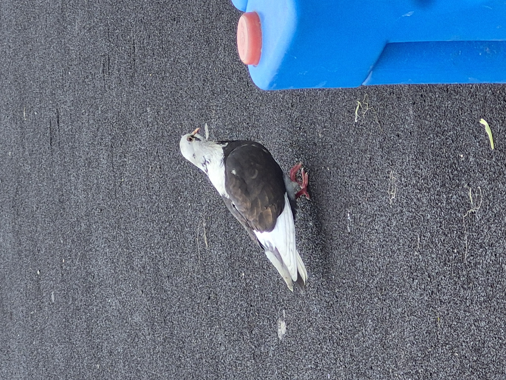 A single pigeon lies on a dark gray, textured surface, possibly asphalt or rubberized playground material. The pigeon is predominantly white with black markings on its back and wings. Its head is tilted upwards, and its beak is slightly open, with what appears to be a small piece of debris or feather protruding from it. The bird's legs are visible and appear reddish. In the upper right portion of the image, a bright blue plastic object with a red cap is partially visible. The lighting suggests it is daytime, and the scene is outdoors. There is no visible text in the image. The overall impression is that of a still-life photograph, possibly capturing an unfortunate incident involving the bird. The setting is likely a public outdoor space, given the material of the ground and the presence of a playground-like object.