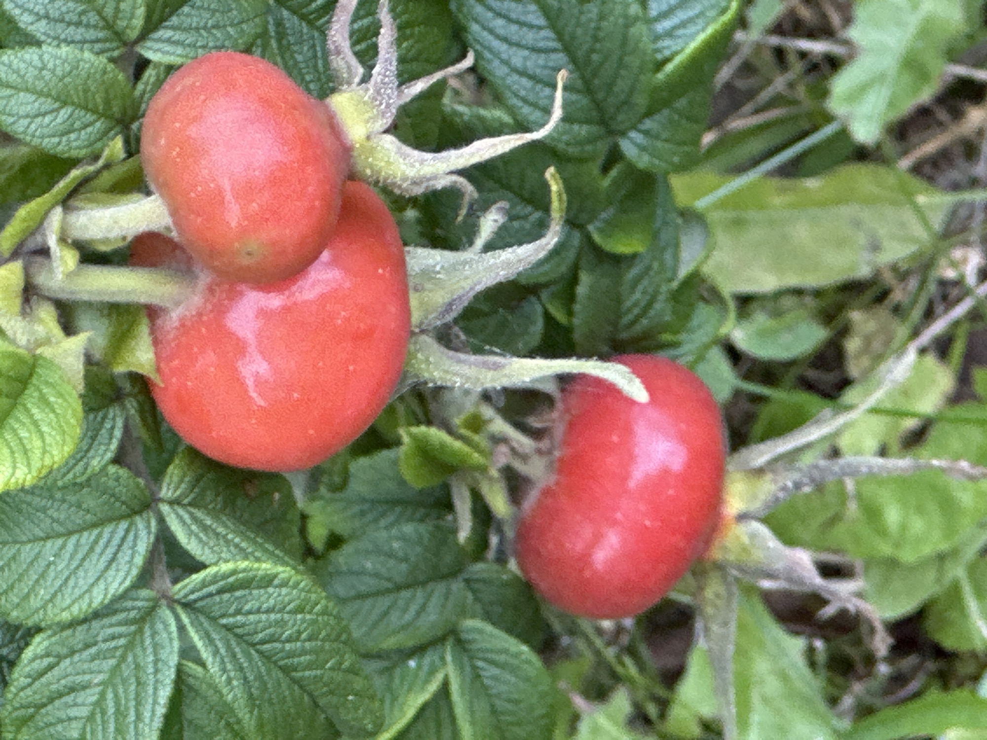 The image displays a close-up of rose hips on a bush with green leaves. There are four visible rose hips, three clustered together at the top and one separate at the bottom. The rose hips are red and oval-shaped. The bush is surrounded by green foliage. The image does not contain any information about a specific location in Podolsk, Russia, nor does it depict any people, actions, or interactions.
