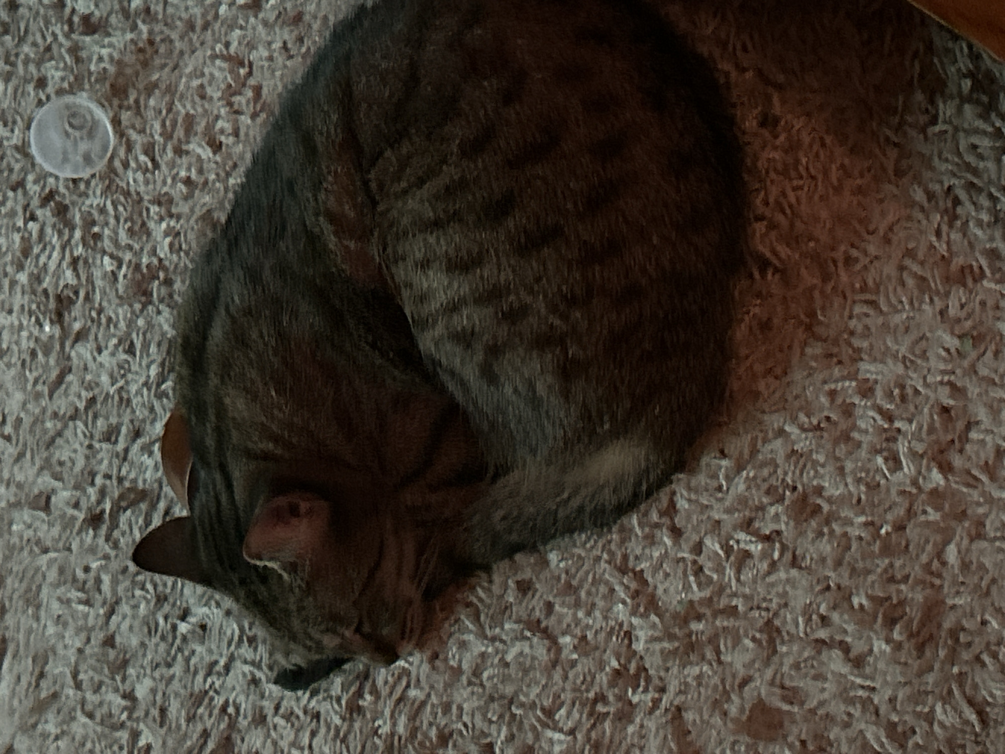 A tabby cat is curled up asleep on a beige, shaggy carpet. A clear suction cup is visible on the carpet to the upper right of the cat. The cat's eyes are closed, and its head is tucked into its body. The cat's fur is a mix of brown and black stripes. The lighting is dim, casting shadows on the cat and the carpet. The scene appears to be indoors, likely in a residential setting. The location is not specified as Sofia, Bulgaria.