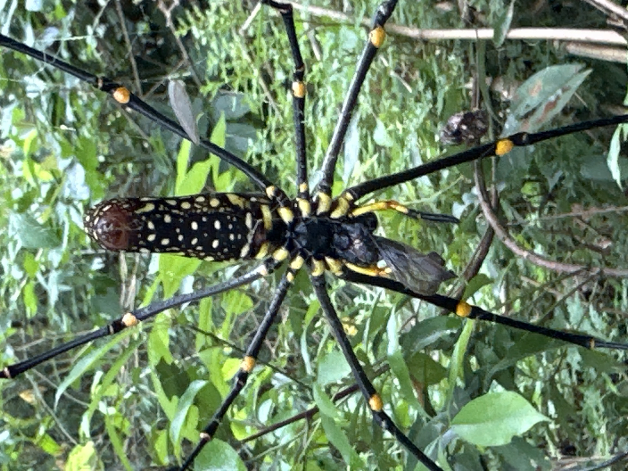 In the city of Bản Phúc, Vietnam, a large spider, likely a female Golden Silk Orb-weaver, is prominently positioned in the center of the frame, suspended by its web amongst dense green foliage. The spider has a dark, elongated abdomen adorned with numerous yellow and white spots, and a reddish-brown head. Its eight long, black legs are segmented with bright yellow bands, and appear to be spread out. The spider is actively consuming prey, a moth or butterfly, which is partially visible near its mouthparts. The surrounding environment consists of lush green leaves and branches, with some areas of shadow and dappled sunlight suggesting an outdoor setting in a natural or semi-natural habitat.