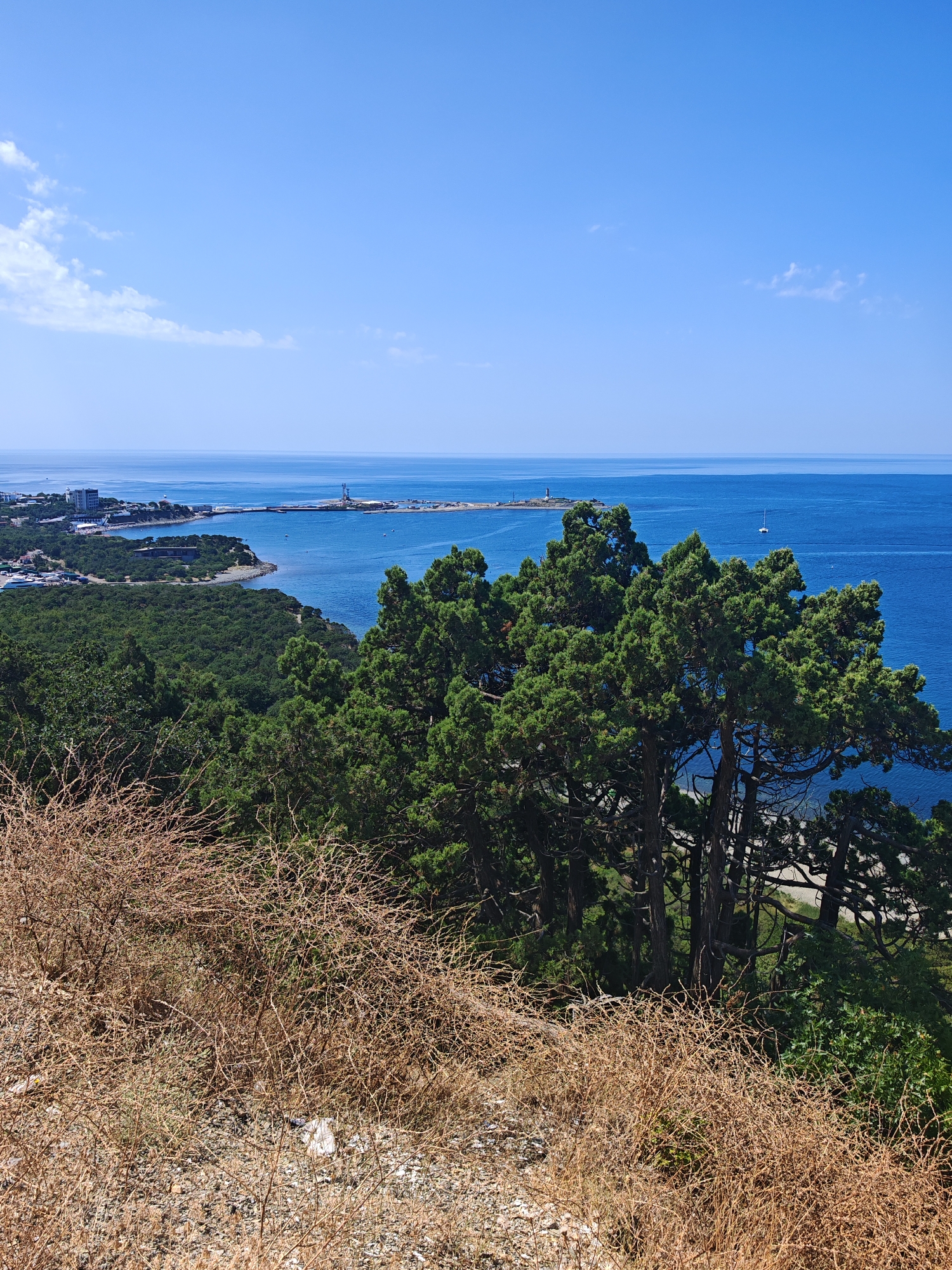 An elevated, wide-angle, landscape, outdoor, daytime, eye-level, full shot captures a vista of the Black Sea coastline near Sukko, Russia. The foreground features dry, brown brush and scrub, with a hint of rocky ground. In the midground, a dense, green forest dominates, with the tops of coniferous trees creating a textured canopy. Beyond the forest, the calm, deep blue water of the Black Sea stretches to the horizon, meeting a clear, light blue sky with a few wispy white clouds. In the distance, a coastal town with buildings and structures is visible along the shoreline, extending to a pier with a lighthouse. A single white sailboat is visible on the water. The overall scene evokes a sense of natural beauty and coastal development.