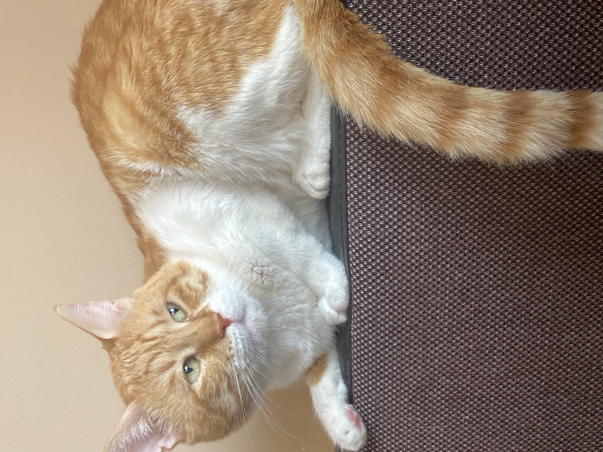 An orange and white cat is lying on a dark textured surface. The cat is facing left, with its head turned towards the camera. Its eyes are green, and it has a pink nose and paw pads. The background is a plain, light brown color. The scene is indoors, and no specific location in Sofia, Bulgaria is identifiable.