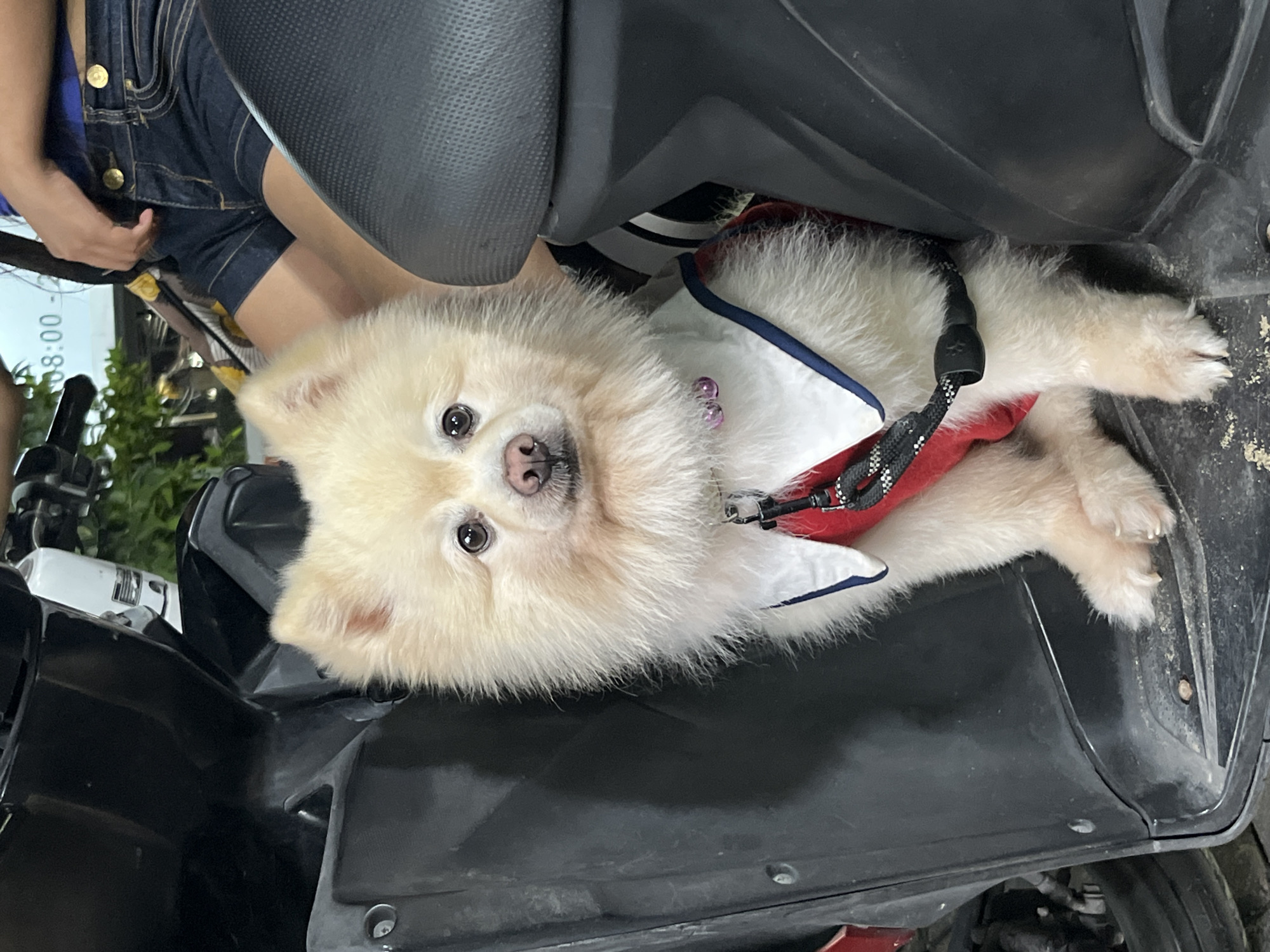 A fluffy, light-colored Pomeranian dog, wearing a red and white harness with a blue trim, sits on the floorboard of a black scooter. The dog's paws are visible resting on the textured plastic surface. In the background, a person's legs are visible, wearing denim shorts and a blue top, suggesting they are the scooter's rider. A digital clock displaying "08:00" is partially visible on what appears to be a wall or structure behind the person, indicating the time. The environment suggests an outdoor setting, possibly a street or parking area in Kuta Selatan, Indonesia, given the presence of a scooter and the general atmosphere.