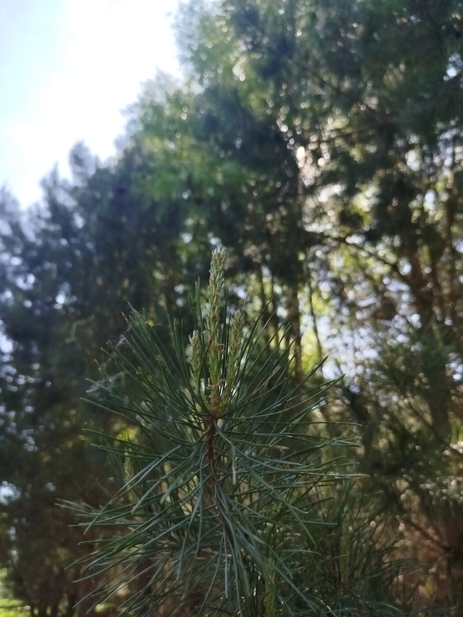 The image presents a close-up view of a pine tree branch in what appears to be a wooded area. The needles are green and sharp, emanating from the branch. At the tip of the branch, there's a light-green, nascent cone-like structure. The background is filled with a blurred array of trees and foliage, suggesting a dense forest setting. The lighting indicates it's daytime with sunlight filtering through the trees. There are no visible people, interactions, or distinct objects, besides the trees themselves. The location appears to be a natural or park-like setting within an unknown city.