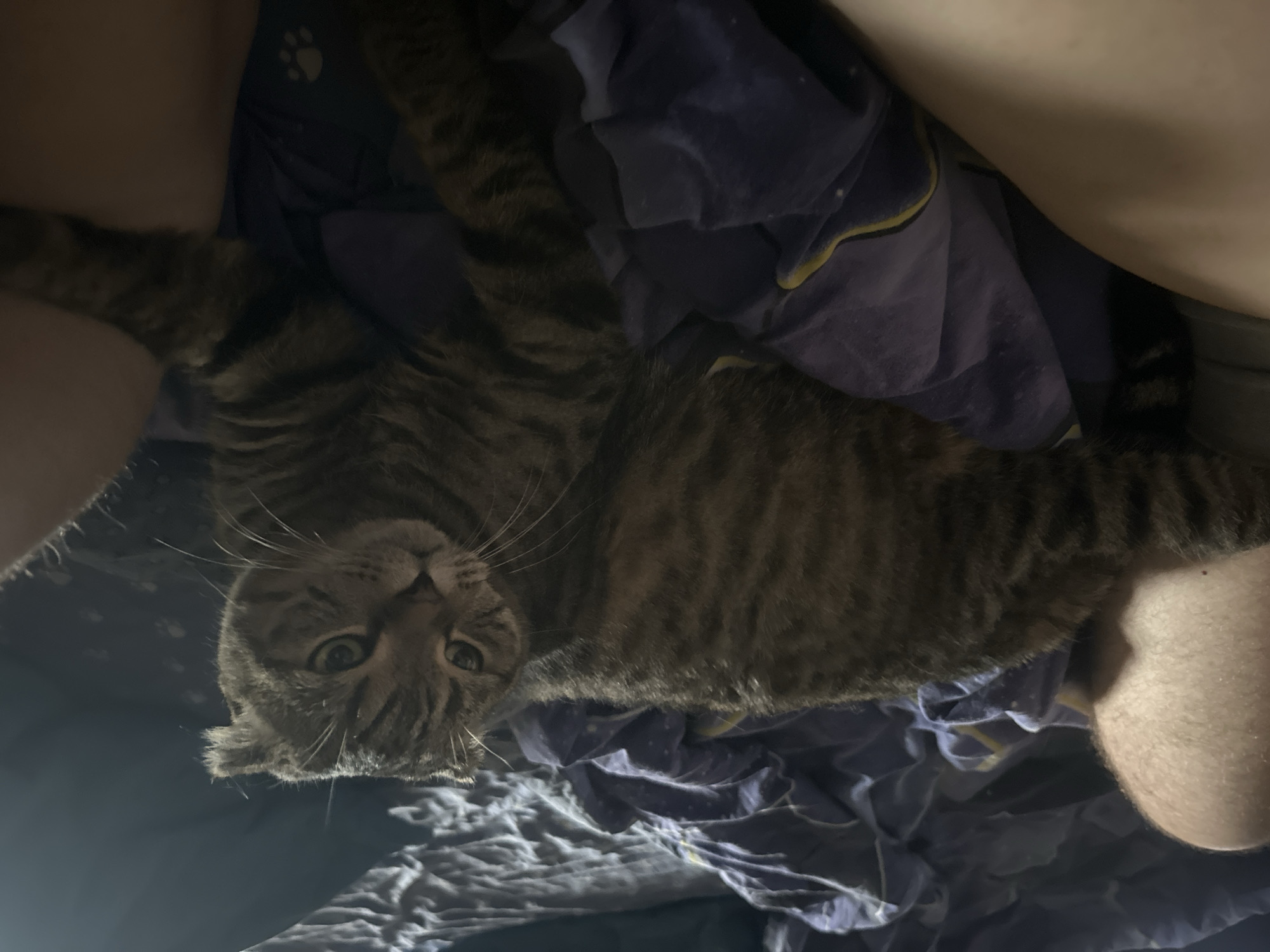 A Scottish Fold cat with tabby markings is lying on a bed covered with purple and dark blue patterned sheets. The cat is positioned in the center of the frame, facing slightly to the right with its head turned towards the camera. Its eyes are open and green, and its ears are folded forward. The cat's body is mostly visible, with its paws tucked underneath or resting on the sheets.
To the left and right of the cat, parts of a person's legs are visible, suggesting they are lying in bed with the cat. The lighting in the image is dim, with a strong light source coming from the right, casting shadows and highlighting parts of the scene. The sheets appear to be made of cotton or a similar fabric, with a pattern of small, lighter blue dots and a yellow stripe visible on some sections. The overall environment appears to be a bedroom. The image does not contain any information about the location in the city of Virki, Russia.