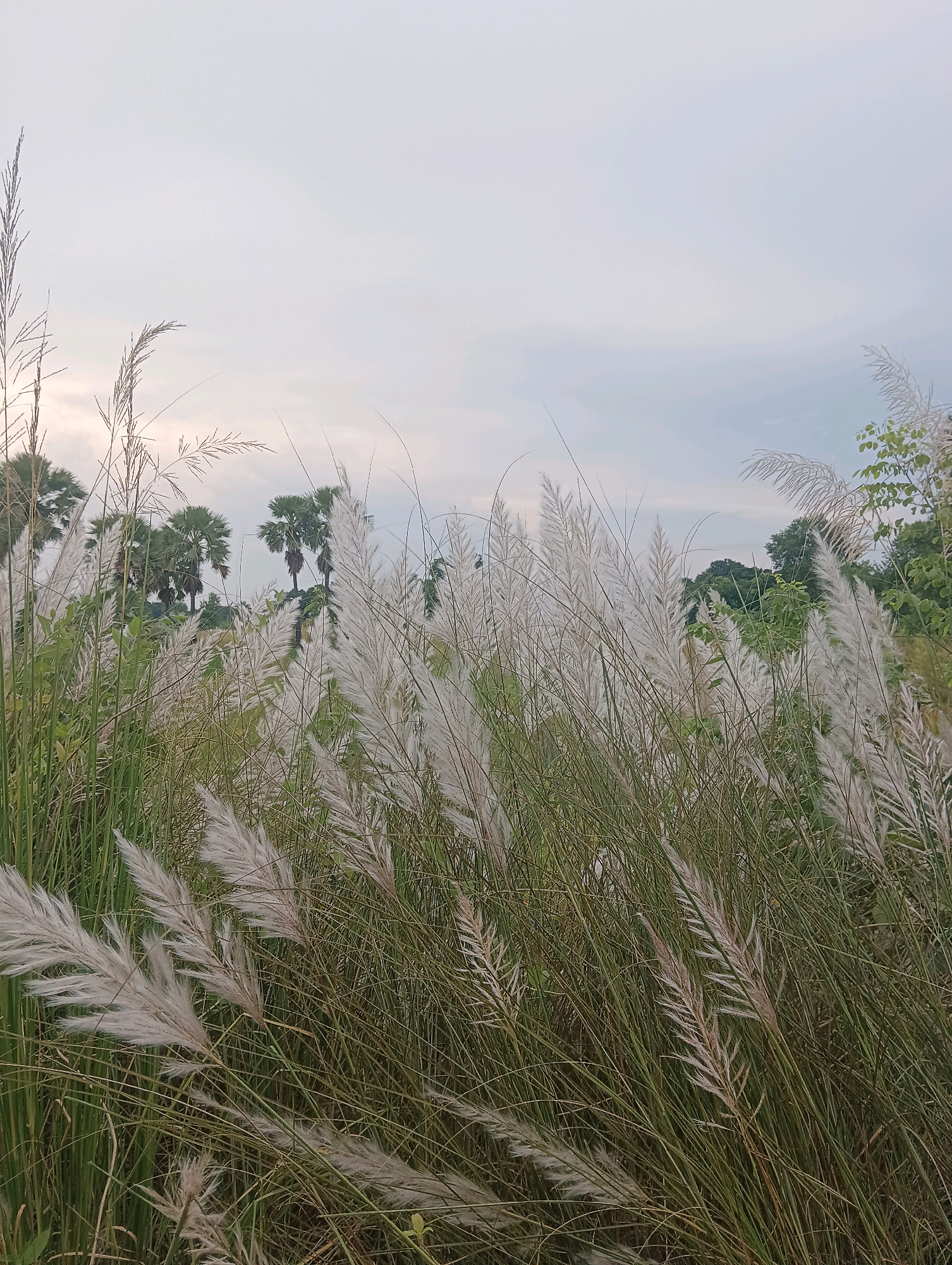 A field of tall, white, feathery grass, characteristic of the kans grass blooming season, dominates the foreground of the image. The grass is densely packed, with some stalks reaching higher than others, creating a dynamic texture. In the background, several palm trees are visible, their fronds dark against a pale, overcast sky. The overall scene suggests a natural, rural environment. The location is identified as Pachua, India, likely a rural area within or near the town. There are no people or visible actions depicted in the image. The environment is characterized by lush vegetation and a muted sky.