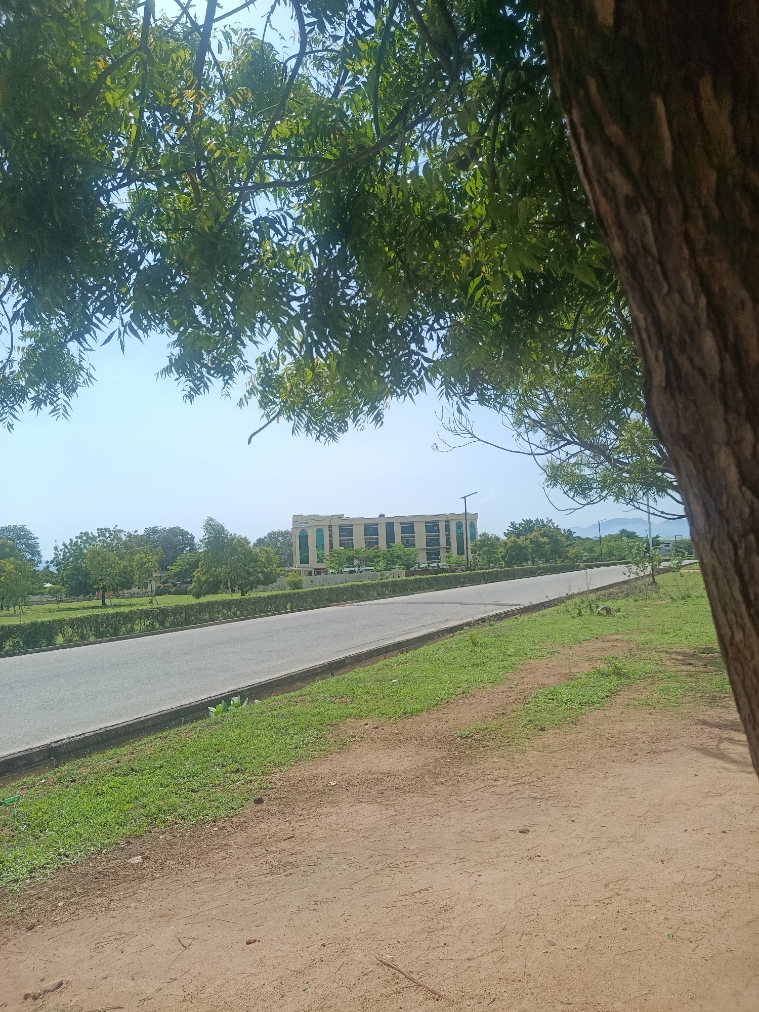 The image captures a view of a road in Jalingo, Nigeria, with a multi-story building in the background. The foreground is dominated by a large tree trunk on the right, with its branches and green leaves obscuring parts of the sky and the scene beyond. A paved road with a concrete curb runs diagonally from the lower left to the upper right of the frame, bordered by a neatly trimmed green hedge and grassy areas. In the mid-ground, beyond the road and hedge, is a wide expanse of green grass with scattered trees. The prominent building in the background is light-colored with multiple floors and windows, suggesting it is an institutional or commercial structure. The sky is clear and light blue. The overall environment appears to be a well-maintained urban or semi-urban area.