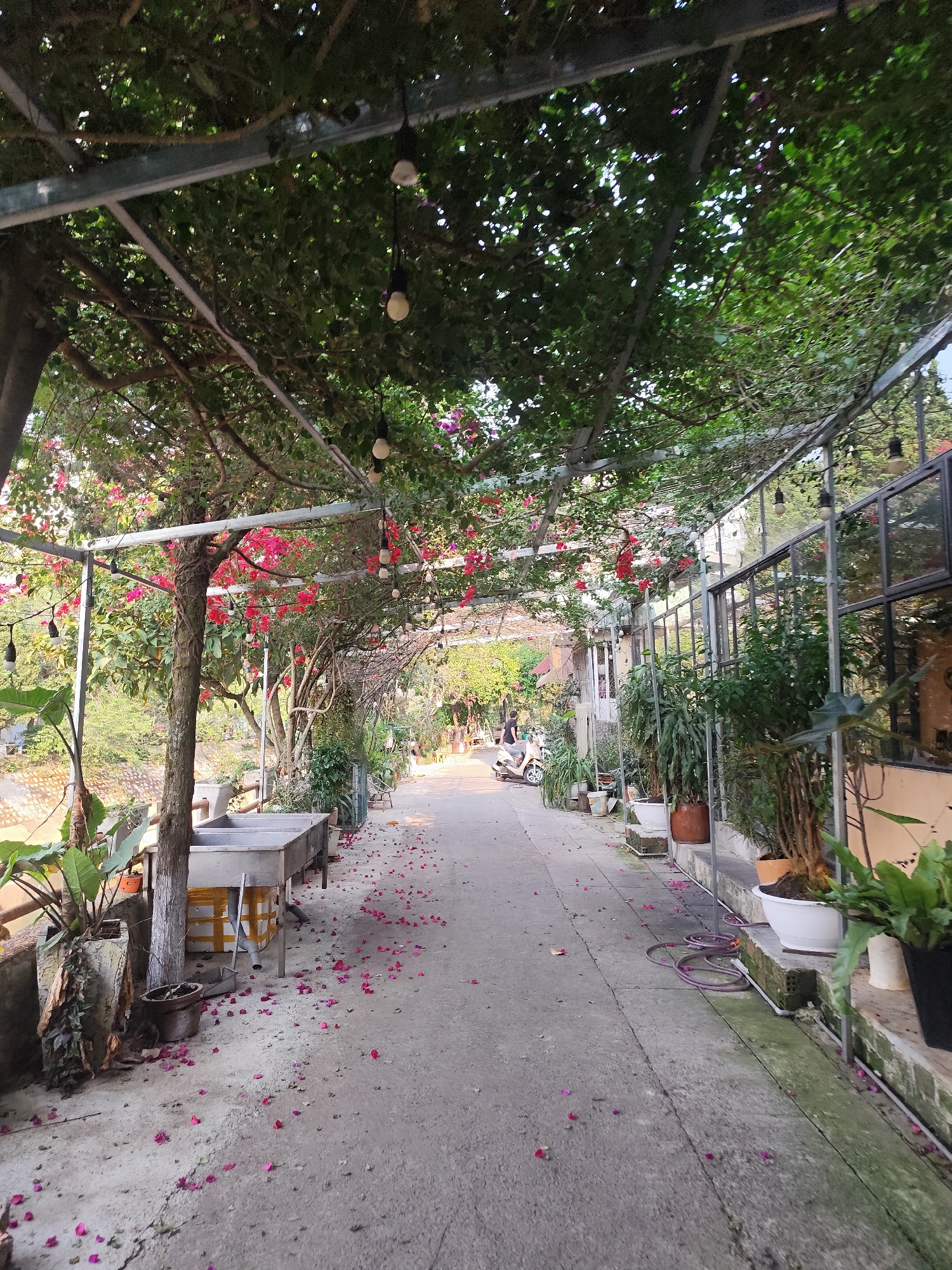 The image displays a pedestrian pathway in Da Lat, Vietnam, covered by a dense canopy. A metal trellis structure supports lush green foliage and numerous vibrant pink bougainvillea flowers. Multiple white-bulbed string lights are suspended from this overhead structure. The concrete pathway, receding into the distance, is liberally scattered with fallen pink flower petals.
To the left, a mature tree trunk stands beside a low retaining wall, which borders a vegetated lower area. A large, rectangular grey metal trough rests on this side, accompanied by several potted plants. To the right, a building with multiple glass window panes lines the path, its base adorned with various potted plants. In the mid-ground, a single individual stands beside a light-colored scooter, positioned on the pathway. A coiled purple hose is visible on the ground near the right edge of the path.