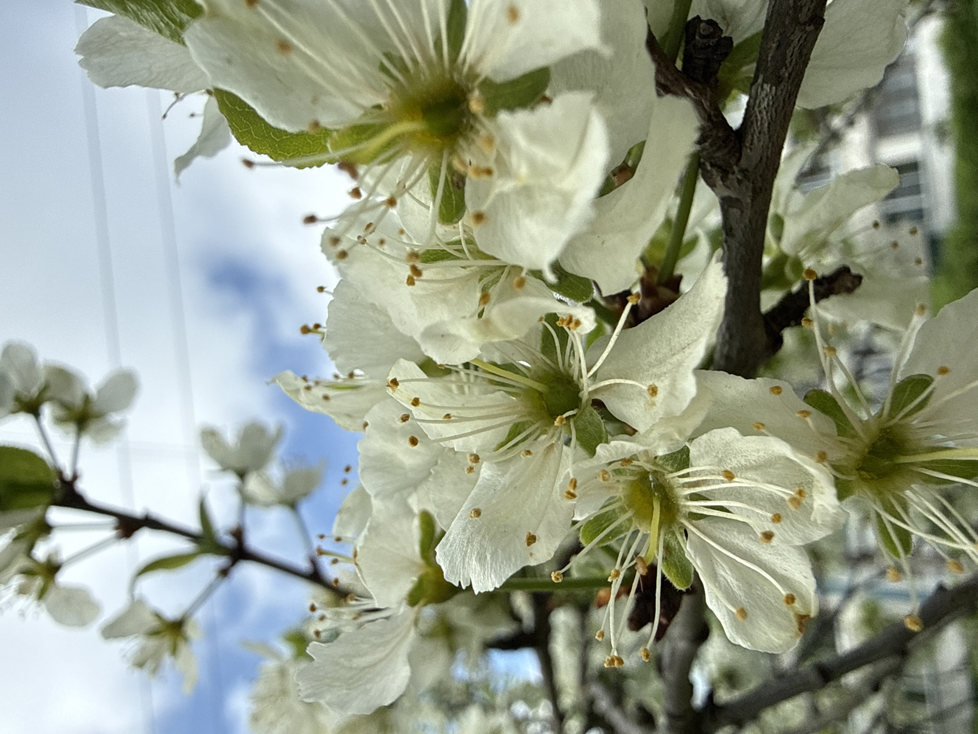 The image shows a close-up of white blossoms on a tree branch. The flowers have multiple petals, prominent stamens with yellow tips, and some green sepals are visible. The branch appears dark brown or gray. The background shows a bright sky with patches of blue and white. A blurred building is partially visible on the right side of the image. No people are present. There are no indications in the picture that indicate location in the city of Dmitrov, Russia.