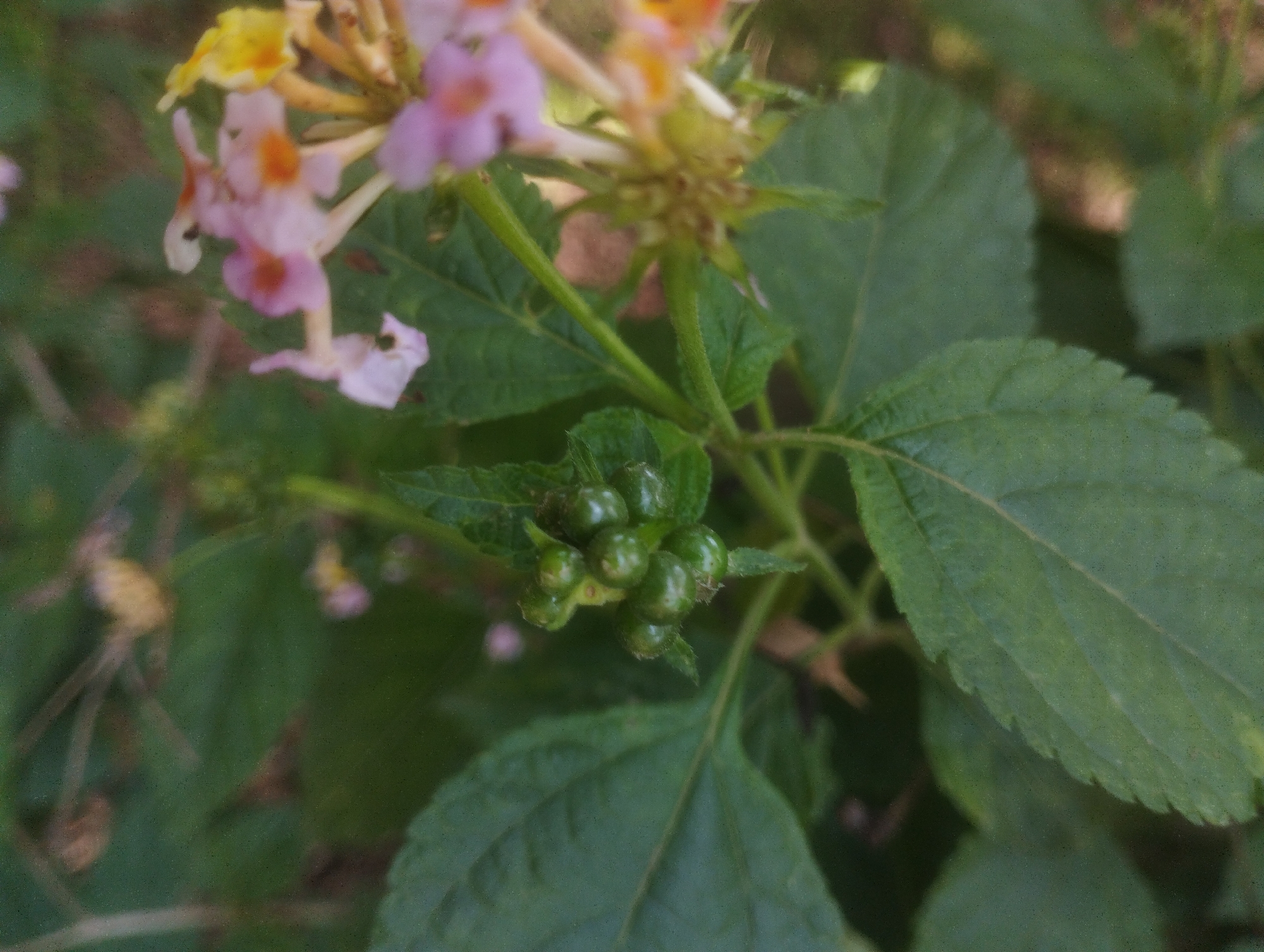 A close-up, shallow depth of field photograph captures a cluster of small, green, unripe berries or developing fruit on a plant stem. The berries are round and clustered together, with some appearing slightly more developed than others. They are a vibrant green color. In the background, out of focus, are several delicate flowers in shades of pink and yellow. The leaves of the plant are a deep green and have a textured, slightly serrated edge. The overall lighting suggests an outdoor environment, possibly during daylight. The specific location in Jos, Nigeria, is not discernible from the image itself, as it focuses solely on the flora.
