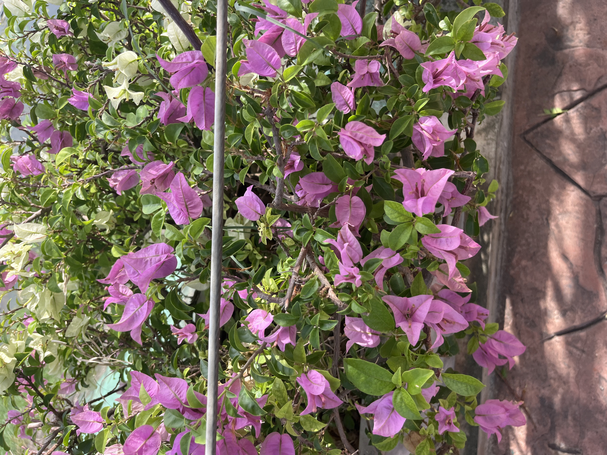 In the city of Choeng Thale, Thailand, a close-up, eye-level shot captures a vibrant cluster of Bougainvillea flowers. The plant exhibits a mix of vivid pink and white bracts, interspersed with lush green foliage. A horizontal metal railing runs across the mid-section of the frame, partially obscuring the dense floral display. The lower portion of the image reveals a textured, reddish-brown tiled surface, suggesting an outdoor setting, possibly a garden or pathway. The lighting indicates daylight, with subtle shadows cast upon the tiled area, suggesting the sun is at an angle. No people are present in the scene.