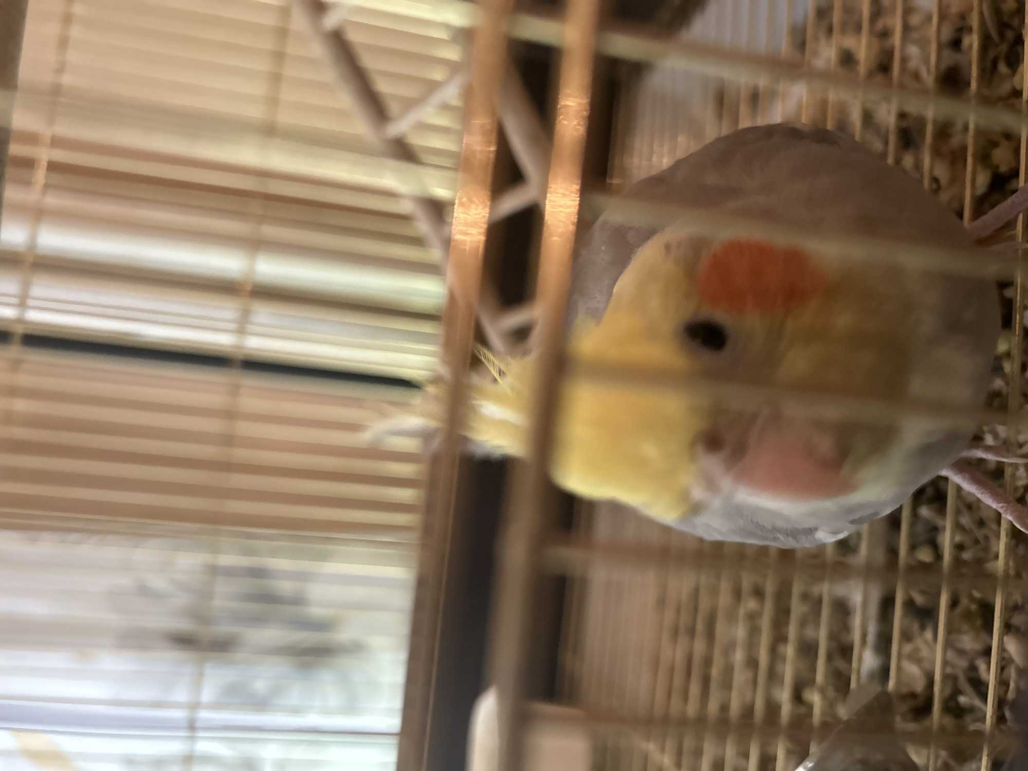 The image depicts a cockatiel in a cage. The bird has grey feathers on its head and back, yellow feathers on its face and wings, and a red-orange cheek patch. The cage is made of gold bars. There are white window blinds in the background, partially visible through the cage. No information is available in the image to determine the location in Sofia, Bulgaria.