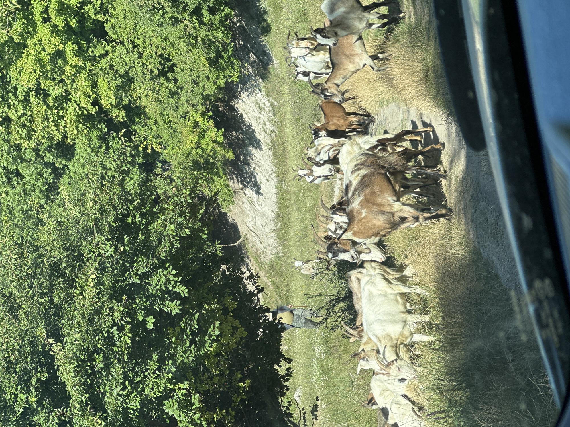 A herd of goats is gathered on a dirt path in a grassy, wooded area. A person is standing behind the goats, holding a stick, appearing to herd them. The goats are of various colors, including white, brown, and spotted. The environment is a rural outdoor setting with green trees and vegetation. The image appears to be taken from inside a vehicle, as the bottom portion of the frame shows a dark dashboard-like surface. The overall scene suggests a rural or pastoral setting. The location is identified as being in the city of Makiv, Ukraine.