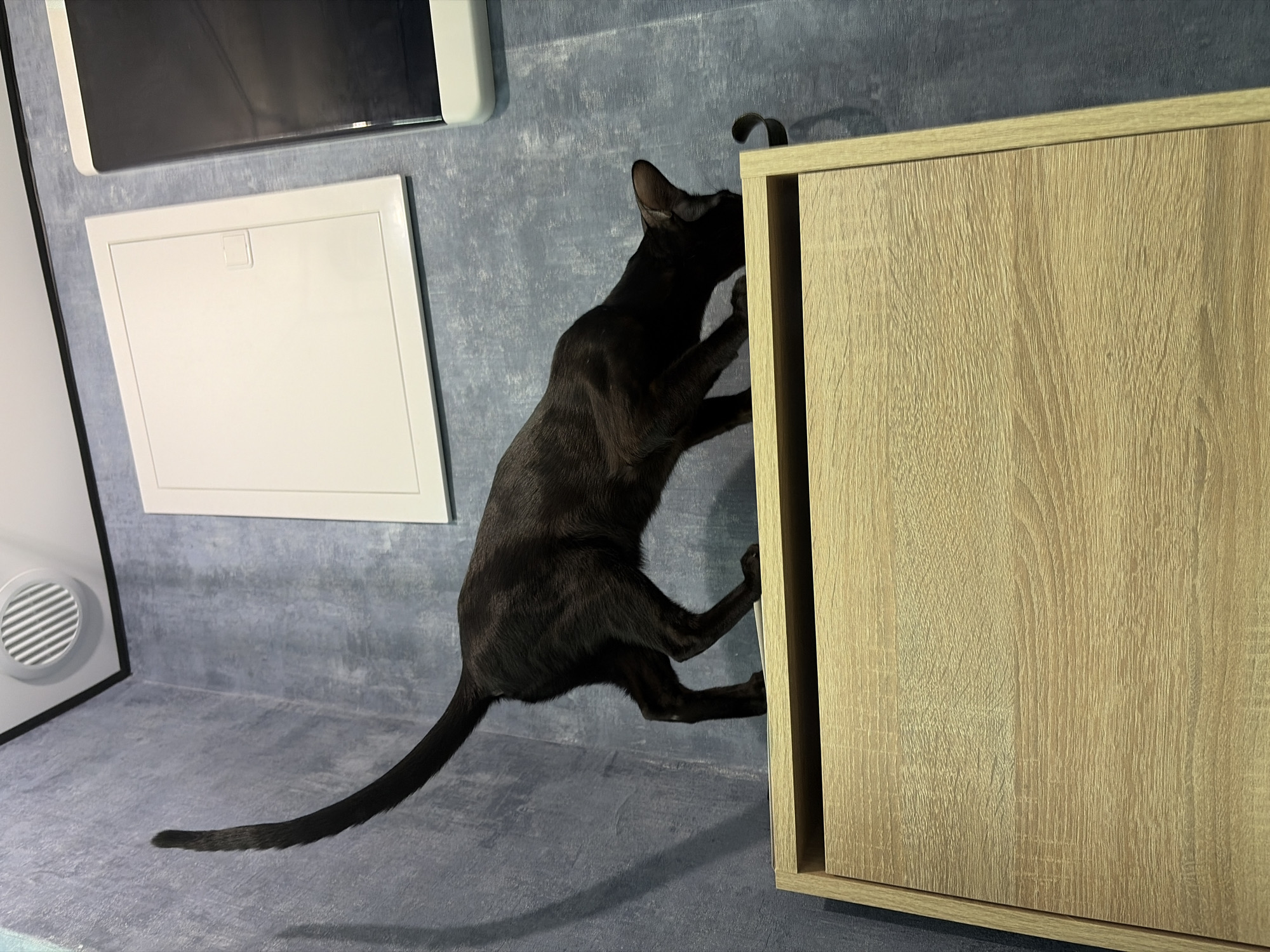 A black Oriental Shorthair cat is climbing the side of a light wood-grained cabinet in an indoor setting. The walls are painted with a mottled blue-grey pattern. To the left, a white access panel is framed in white and a vent can be seen. A dark screen is mounted above the access panel. The floor is the same color as the walls. The location is potentially Chaikovsky, Russia but there's no specific evidence present to confirm it.