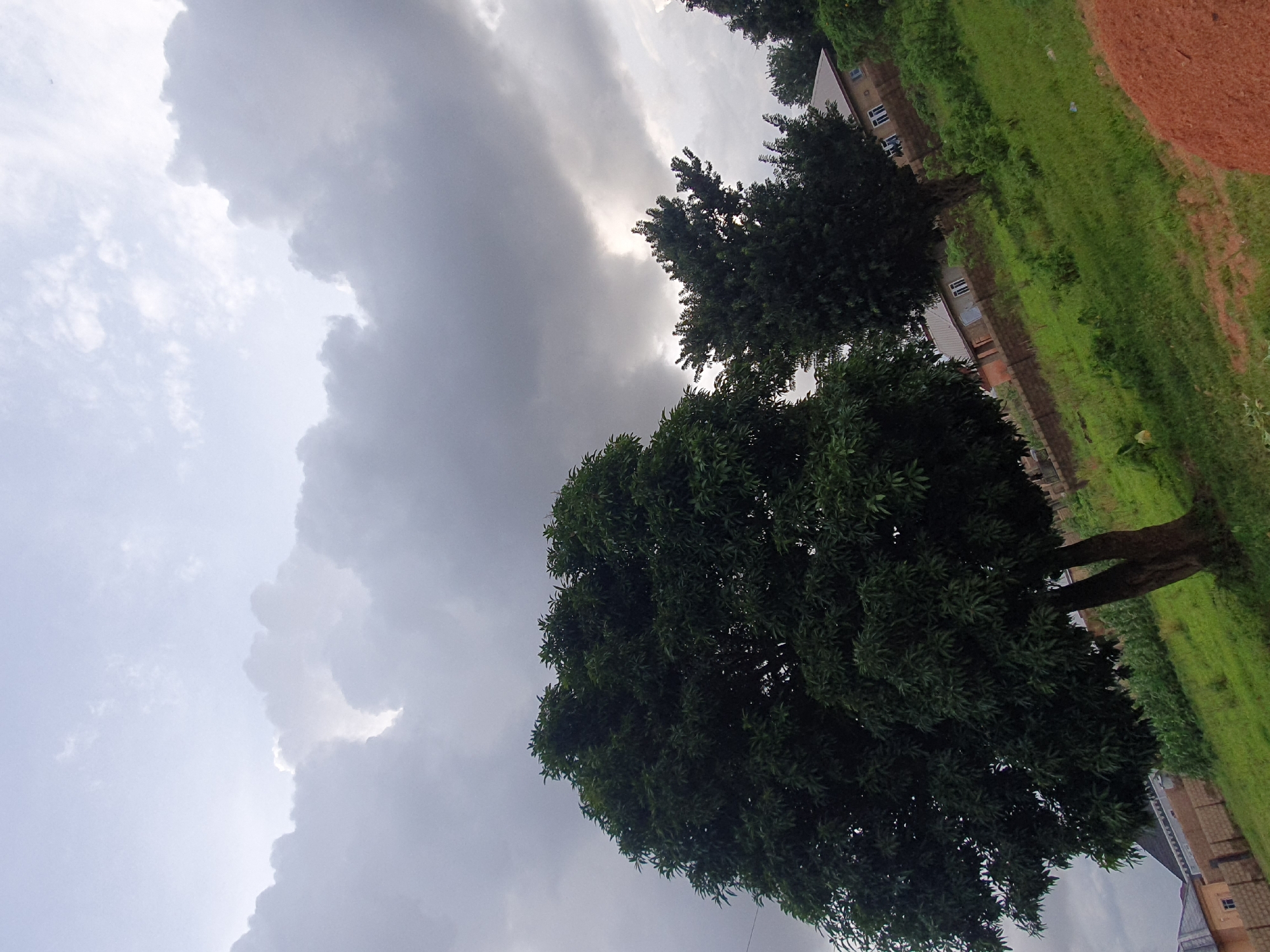 This is a full-frame, eye-level, outdoor, candid photograph taken on a slightly overcast day in Gura Top, Nigeria. The scene depicts a rural or semi-rural residential area with lush green vegetation and overcast skies.
In the foreground, a large, dense tree with dark green foliage dominates the left side of the frame. Its trunk is thick and brown, and its branches extend upwards and to the right, partially obscuring the sky and other elements. To the right of this tree, another, slightly smaller tree with a similar dense canopy is visible. The ground is covered in vibrant green grass, sloping upwards towards the right and away from the viewer.
In the midground, several houses with brick and concrete walls and tiled roofs are visible. They appear to be single-story or two-story structures with windows. A low brick wall or fence runs along the property line in front of some of the houses. There is evidence of more dense green vegetation, likely shrubs and smaller trees, surrounding the residential structures.
The background is dominated by a dramatic, cloudy sky. Large, fluffy clouds, tinged with gray and white, fill the upper portion of the image. There are breaks in the clouds where the sky appears lighter, suggesting diffused sunlight. The overall impression is one of a humid, potentially rainy atmosphere, common to the region. No people are visible in the frame.