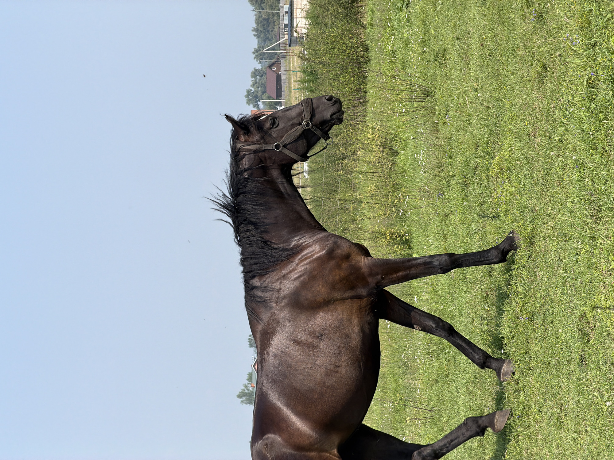 A dark brown horse with a black mane and tail is walking to the left in a grassy field under a clear blue sky. The horse is wearing a black halter. In the background, there are trees, a few houses, and some fencing. The scene appears to be in a rural area, possibly the city of Есаулово, Russia, given the architectural style of the buildings and the landscape. The lighting suggests it is daytime.