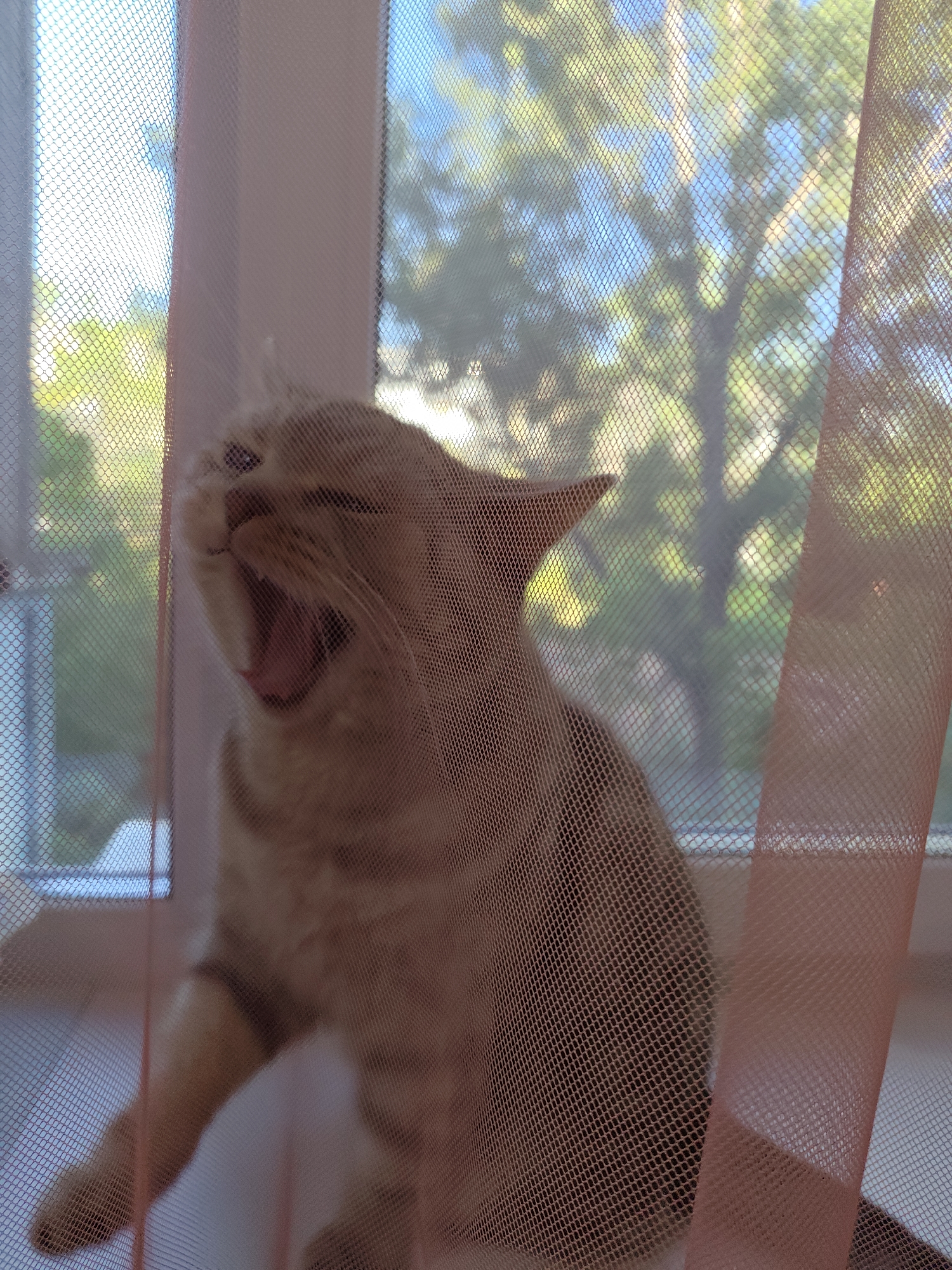 The image shows a light-colored cat with its mouth wide open, appearing to yawn, behind a pink mesh fabric. The cat is positioned near a window, with greenery and blue sky visible through the mesh, suggesting an outdoor scene. The overall impression is that of a domestic setting, possibly a home in the city of Orenburg, Russia, where the cat is at a window, possibly on a warm day. The lighting suggests it is daytime. The focus is on the cat and its action.