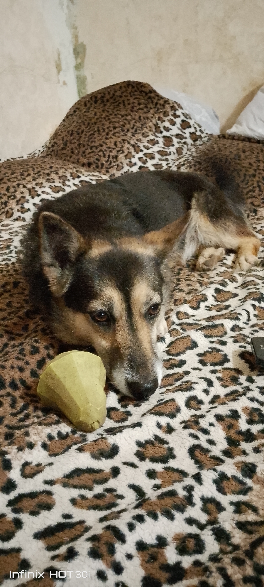 In the city of Kedrovy, Russia, a medium-sized dog with dark fur and tan markings lies on a bed covered with a leopard-print blanket. The dog is resting its head on the blanket, facing left, with its eyes partially closed. Next to the dog's head is a light green chew toy with a faceted shape. The background consists of a textured wall with some discoloration. The overall scene suggests a pet at rest in a domestic indoor environment.