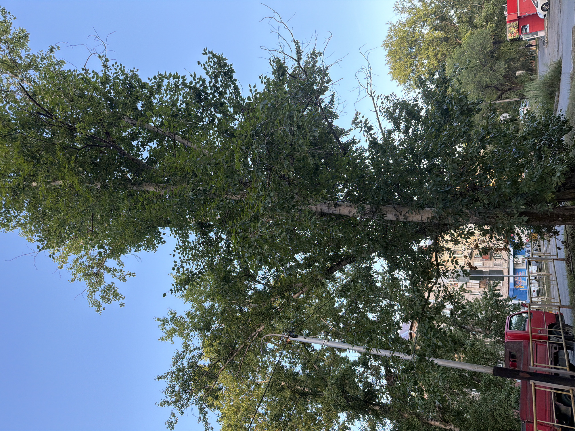 The image depicts an urban scene with a focus on a tall, leafy tree in the foreground, set against a clear blue sky. To the left of the tree, a tall silver lamppost with a bird's nest visible at its top is partially obscured by the foliage. In the middle ground, a red truck is parked behind a yellow metal barrier. Behind the truck, a multi-story building with a brick facade is visible. Further in the background, more trees and vegetation line a street where cars are parked and a red kiosk with fruit advertisements is situated. The overall setting suggests a street or sidewalk area within a city. This scene is consistent with an area in the city of Khabarovsk, Russia, given the architectural style of the building and the type of vegetation commonly found in the region.