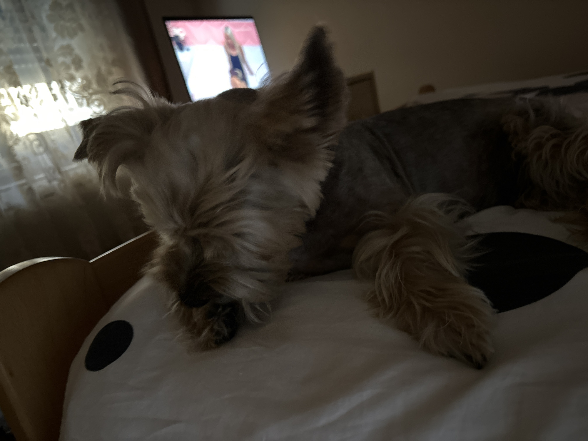 A small, tan and gray dog, likely a Yorkshire Terrier, is resting on a bed. The dog is lying on its side, facing left, with its head resting on a white pillow. The pillow has a large black oval shape on it. The dog's fur is fluffy, and its ears are perked up. A television screen is visible in the background, displaying an image of a woman. To the left of the dog, sheer curtains are visible, with sunlight streaming through them. The room appears to be dimly lit, suggesting it might be evening or nighttime. The bed is made with white sheets, and a wooden headboard is partially visible. The setting is likely a bedroom in a home. The overall mood is peaceful and relaxed, with the dog appearing to be asleep or resting comfortably. There is no visible text in the image.